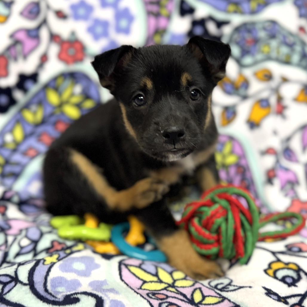 Ariana, Adoptable, Puppy Female Border Collie & American Eskimo Dog.