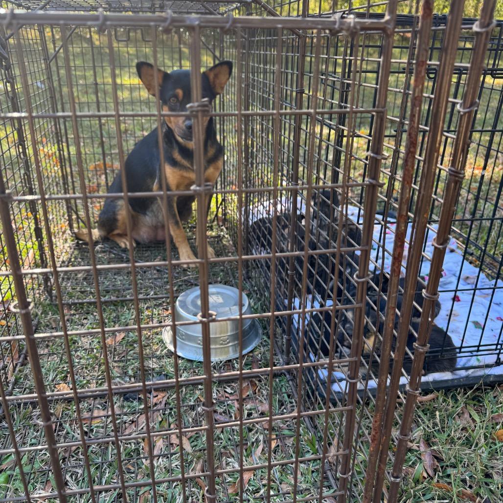 Enlarge Ariana, a Adoptable mixed breed in Pinson, TN image 2/5