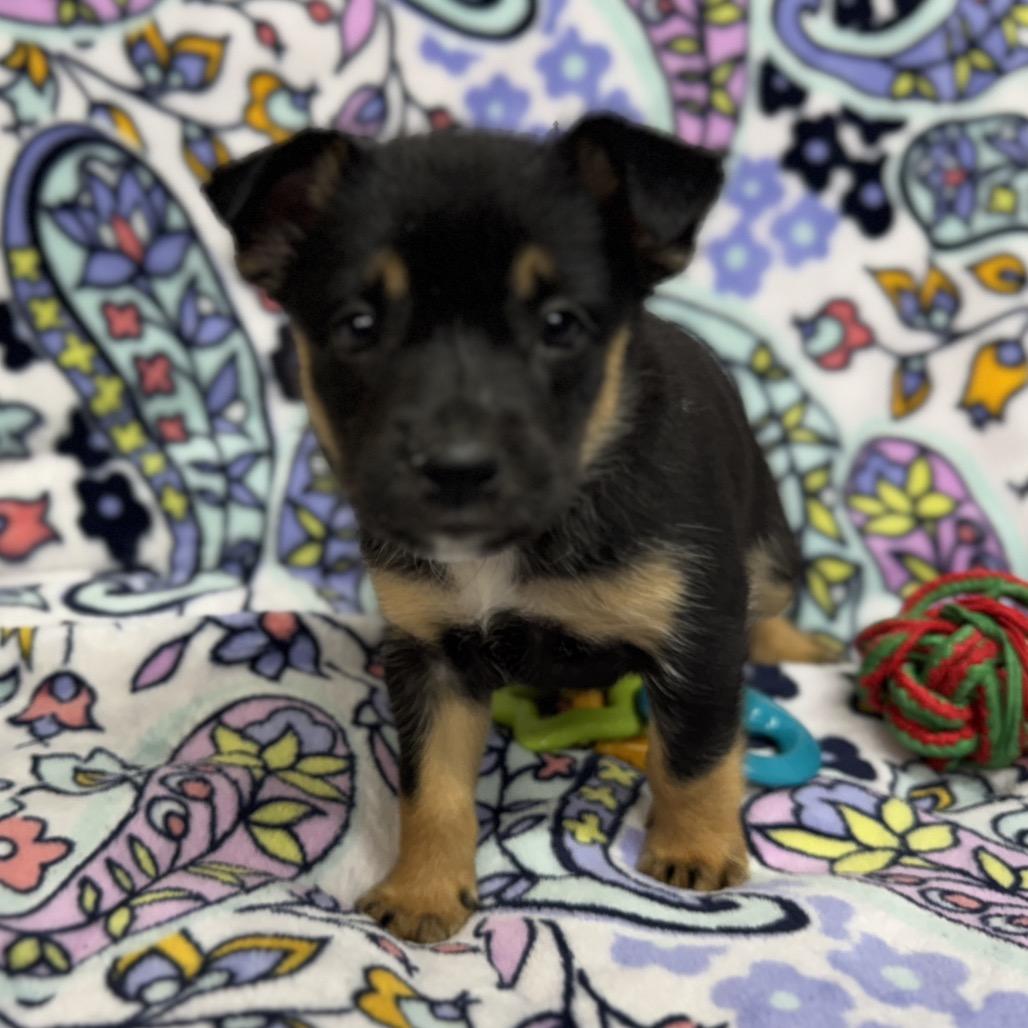 Enlarge Ariana, a Adoptable mixed breed in Pinson, TN image 4/5