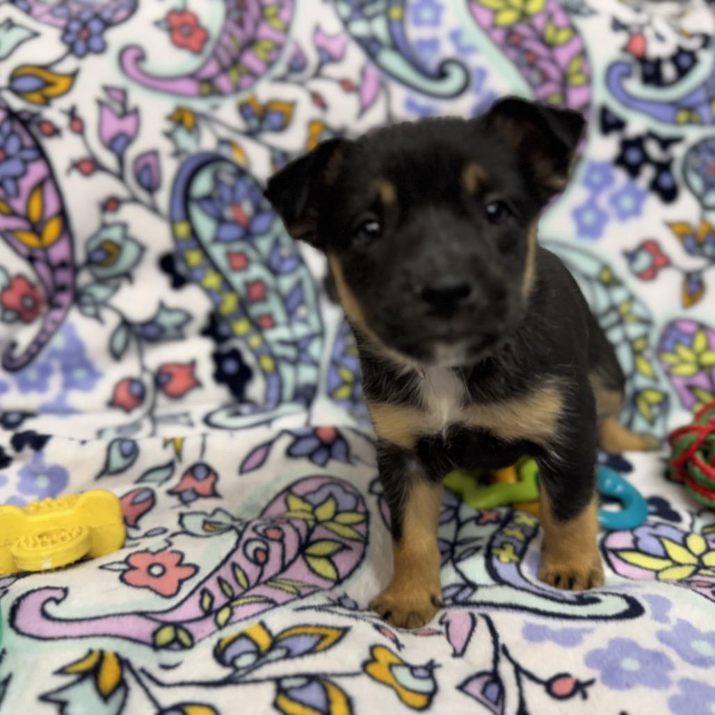 Enlarge Ariana, a Adoptable mixed breed in Pinson, TN image 5/5