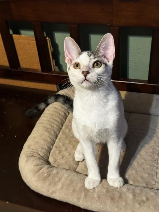 Sprinkles, Adoptable, Young Male Domestic Short Hair.