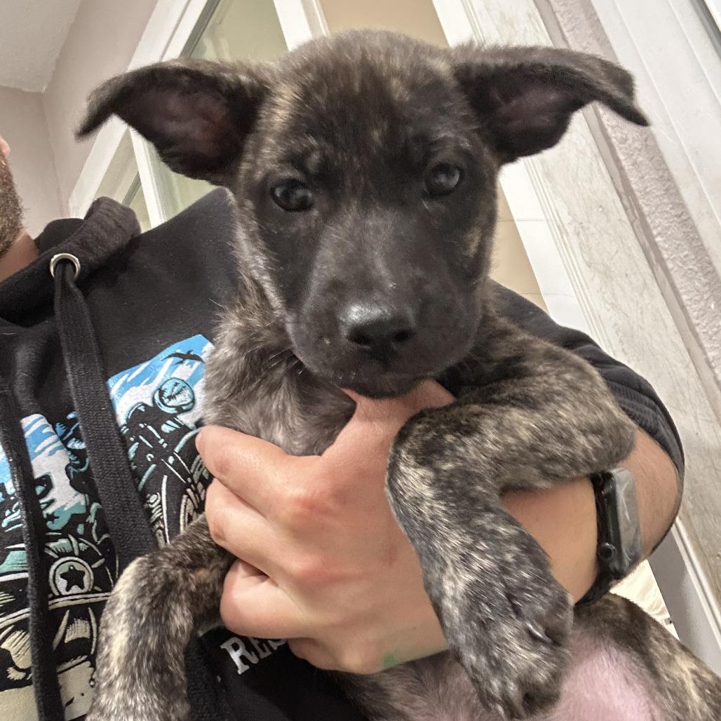 Enlarge Caramel, a Adoptable mixed breed in San Francisco, CA image 1/1