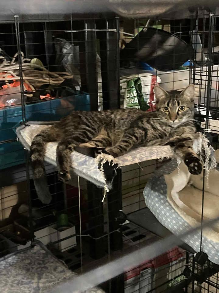 Eva, a Adoptable Domestic Short Hair in Marshall, MO image 1/3