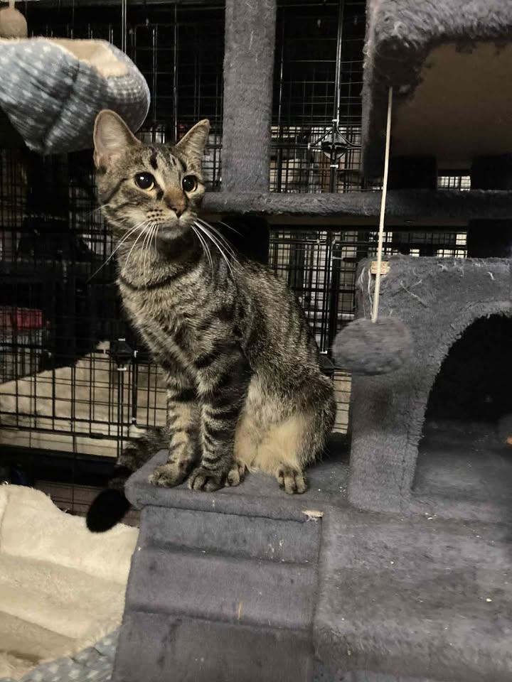 Eva, a Adoptable Domestic Short Hair in Marshall, MO image 2/3