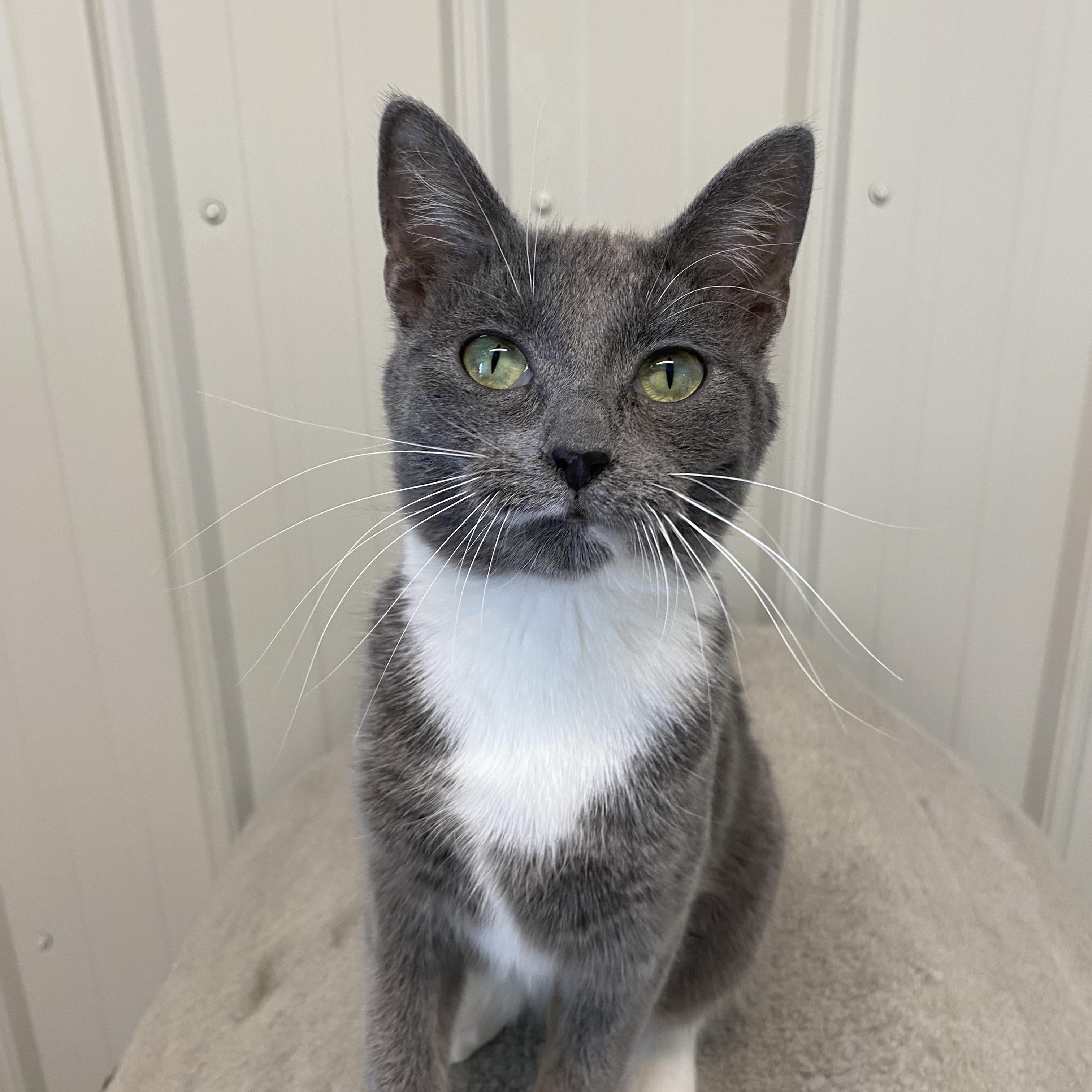 Enlarge Minnie, a ADOPTABLE Domestic Short Hair in Melfort, SK image 1/2