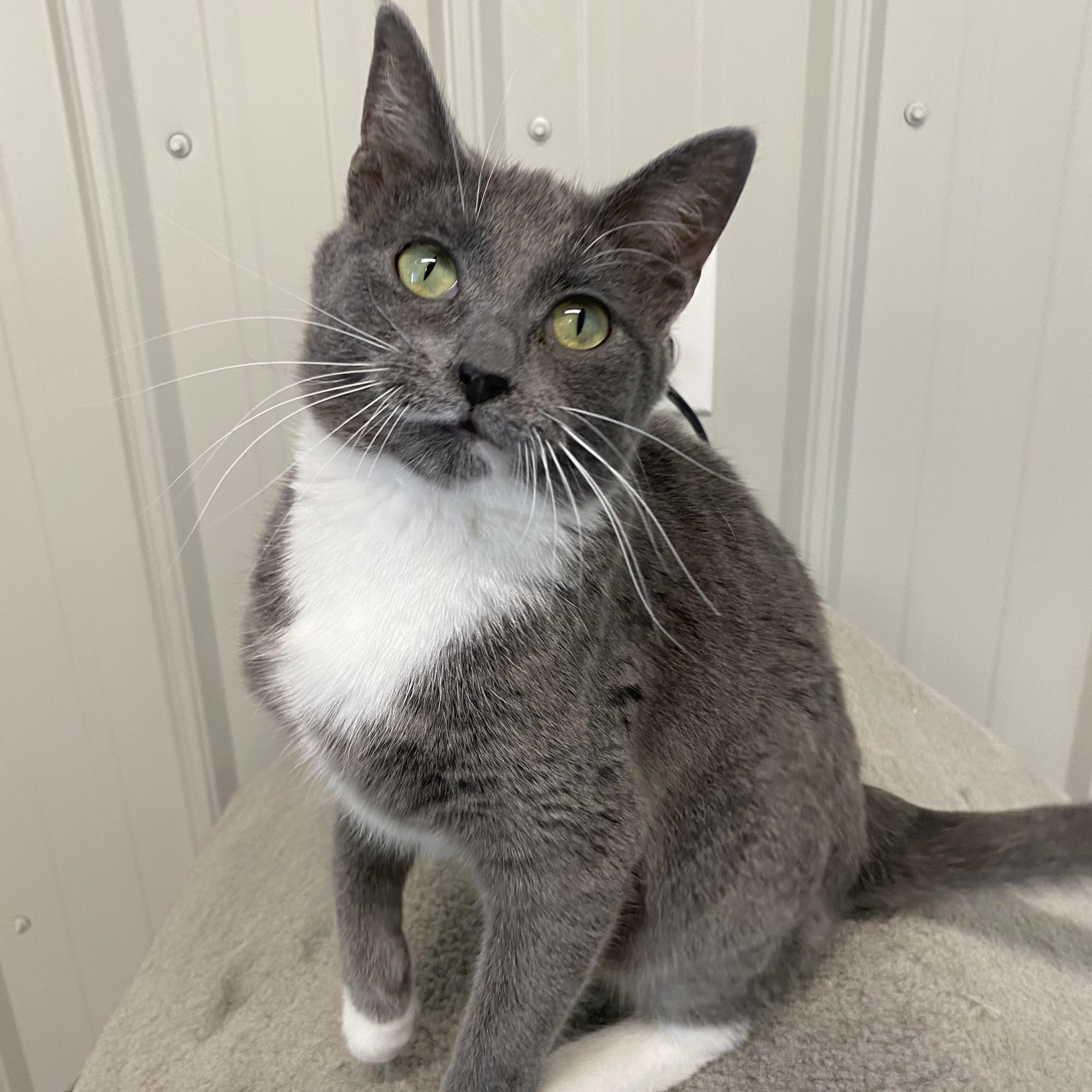 Enlarge Minnie, a ADOPTABLE Domestic Short Hair in Melfort, SK image 2/2