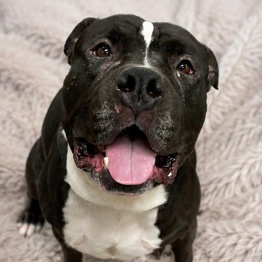 Rocko, Adoptable, Adult Male American Bulldog & American Staffordshire Terrier.
