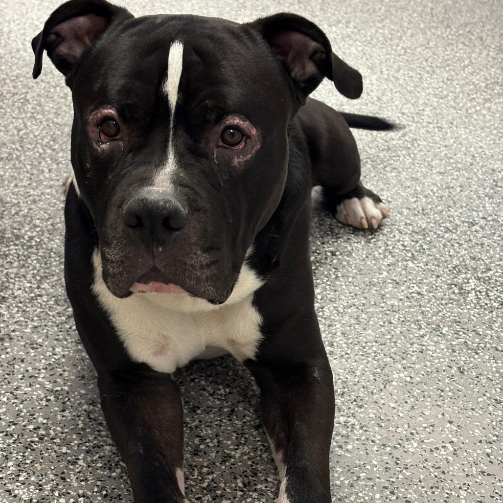 Enlarge Rocko, a Adoptable mixed breed in Henderson, NV image 2/5
