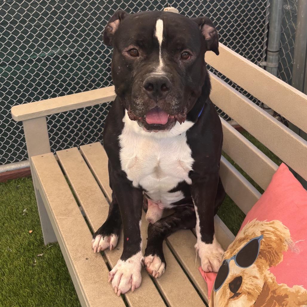 Enlarge Rocko, a Adoptable mixed breed in Henderson, NV image 3/5
