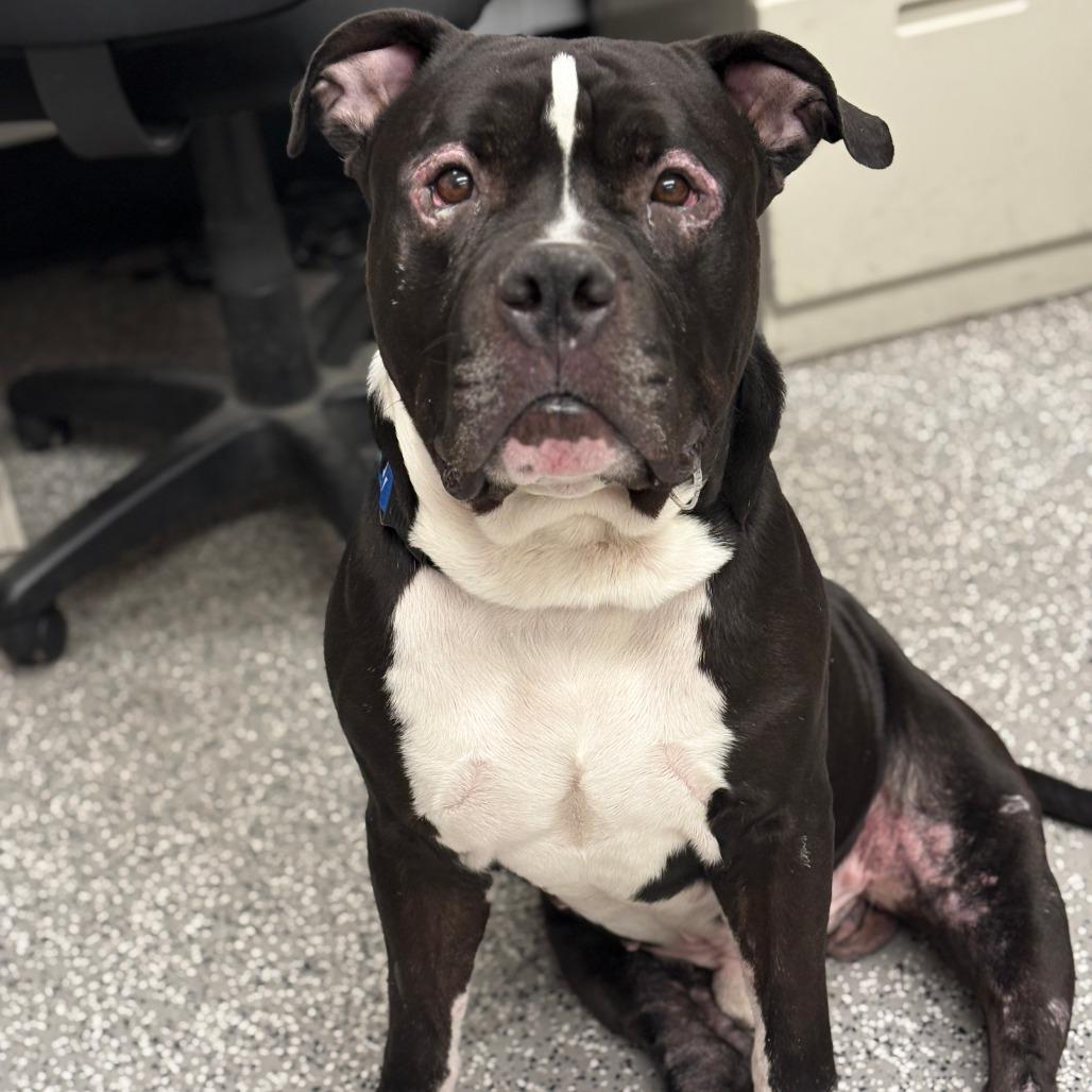 Enlarge Rocko, a Adoptable mixed breed in Henderson, NV image 4/5