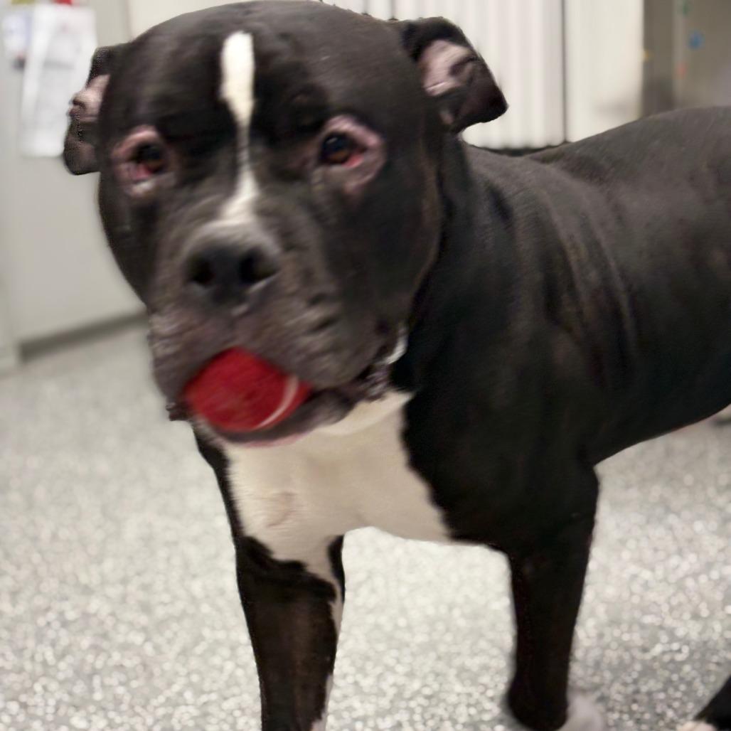 Enlarge Rocko, a Adoptable mixed breed in Henderson, NV image 5/5