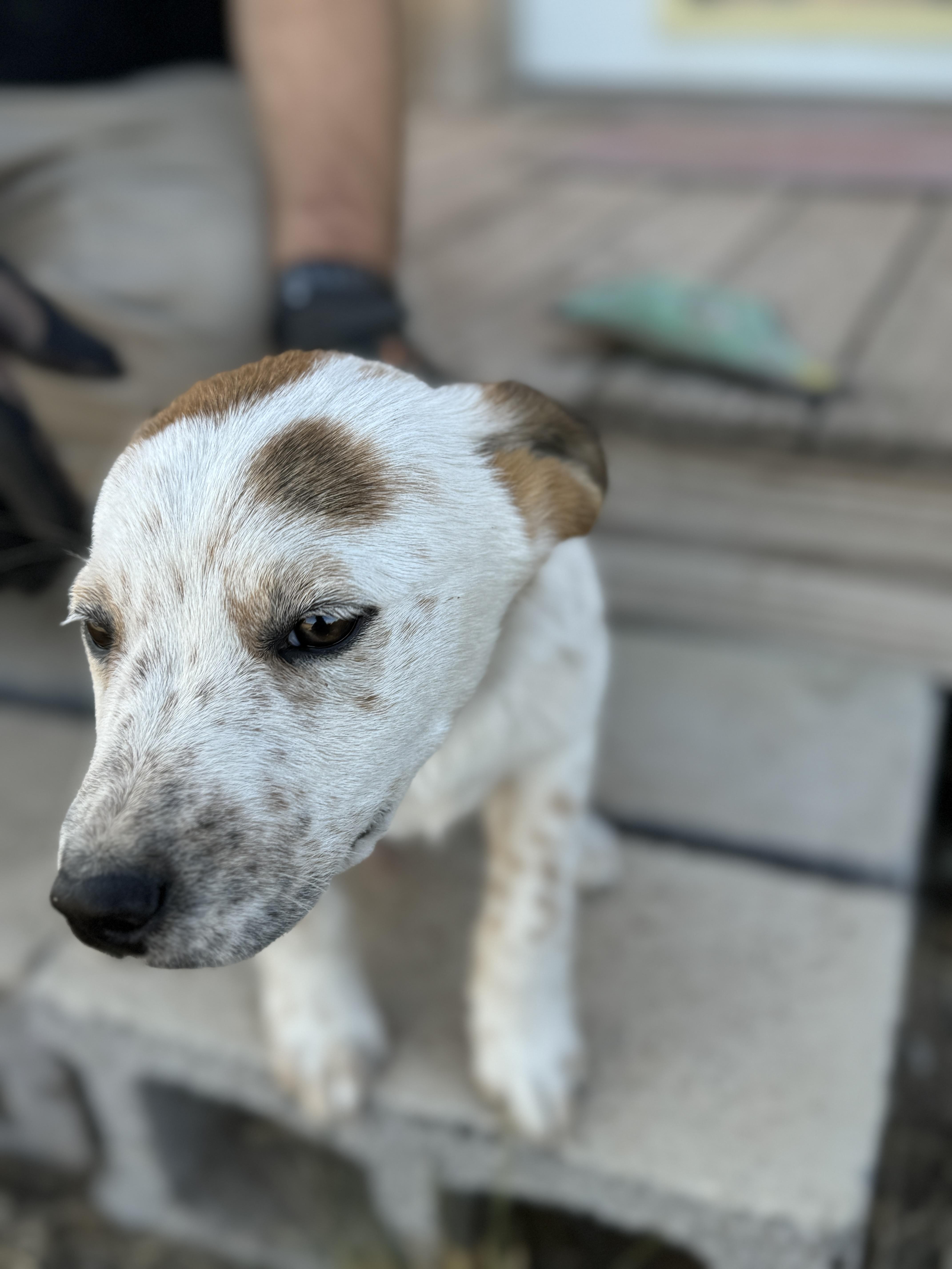 Pecos, a Adopted mixed breed in Hagerman, NM image 1/7