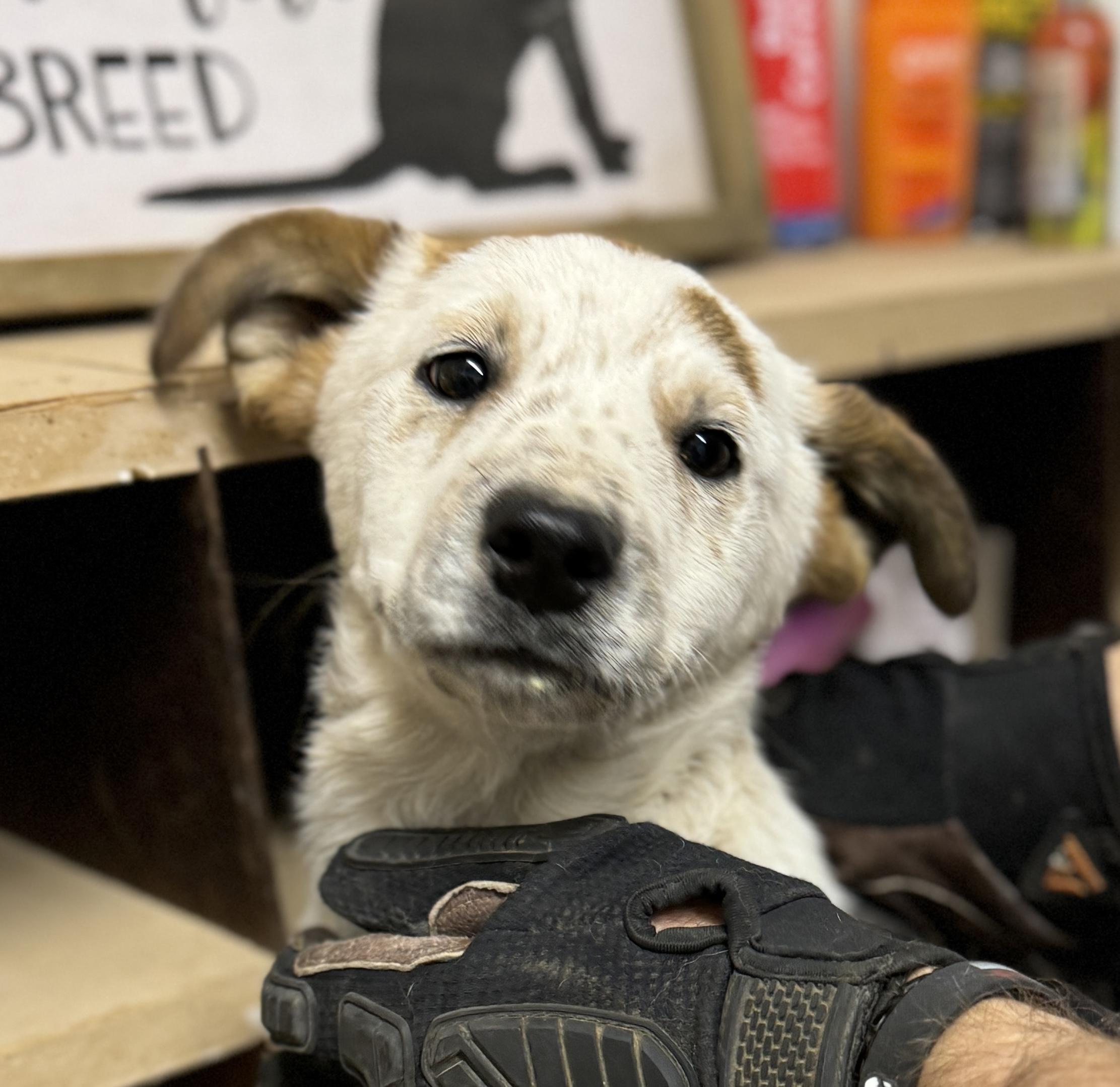 Pecos, a Adopted mixed breed in Hagerman, NM image 2/7