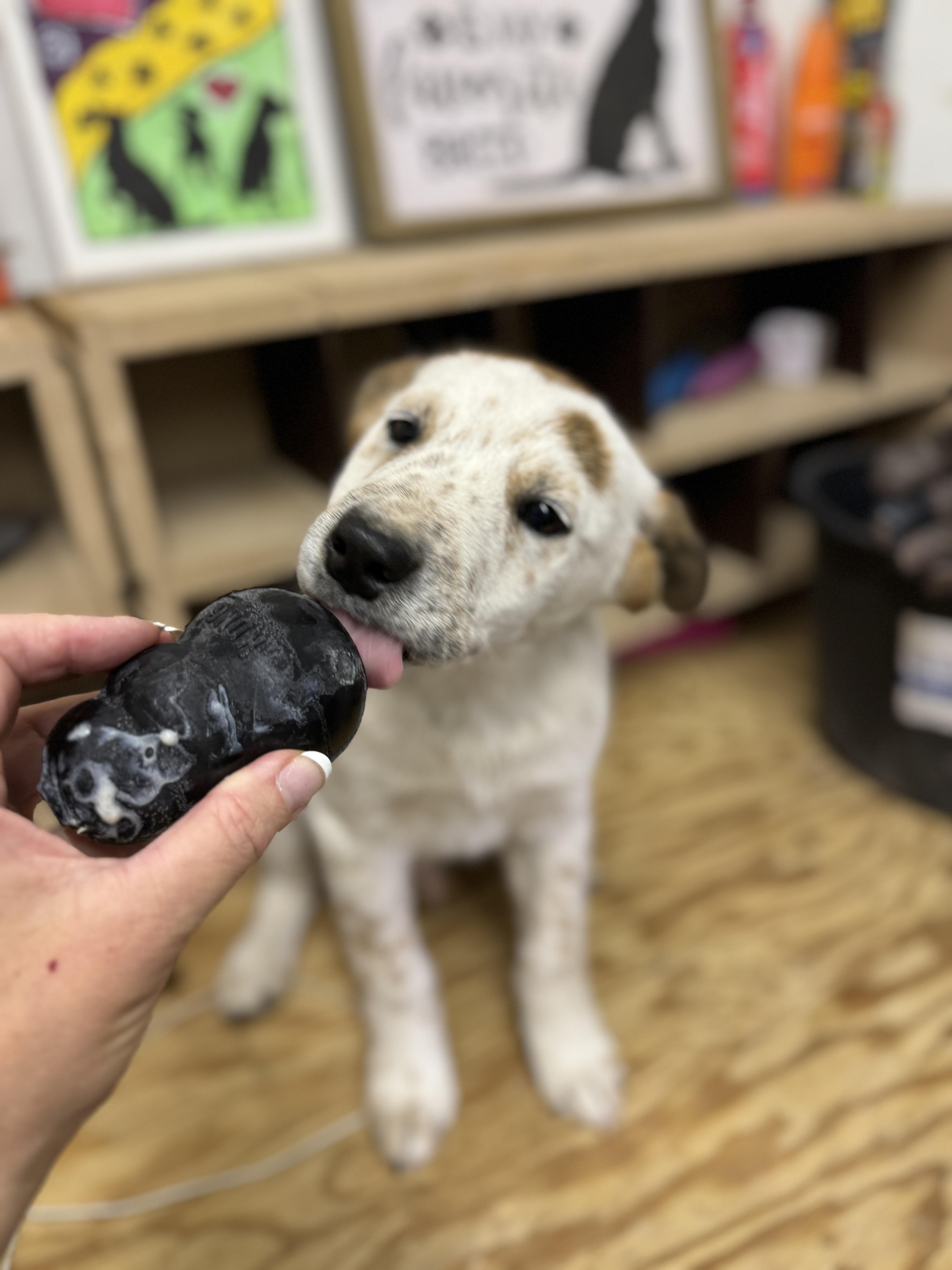 Pecos, a Adopted mixed breed in Hagerman, NM image 4/7