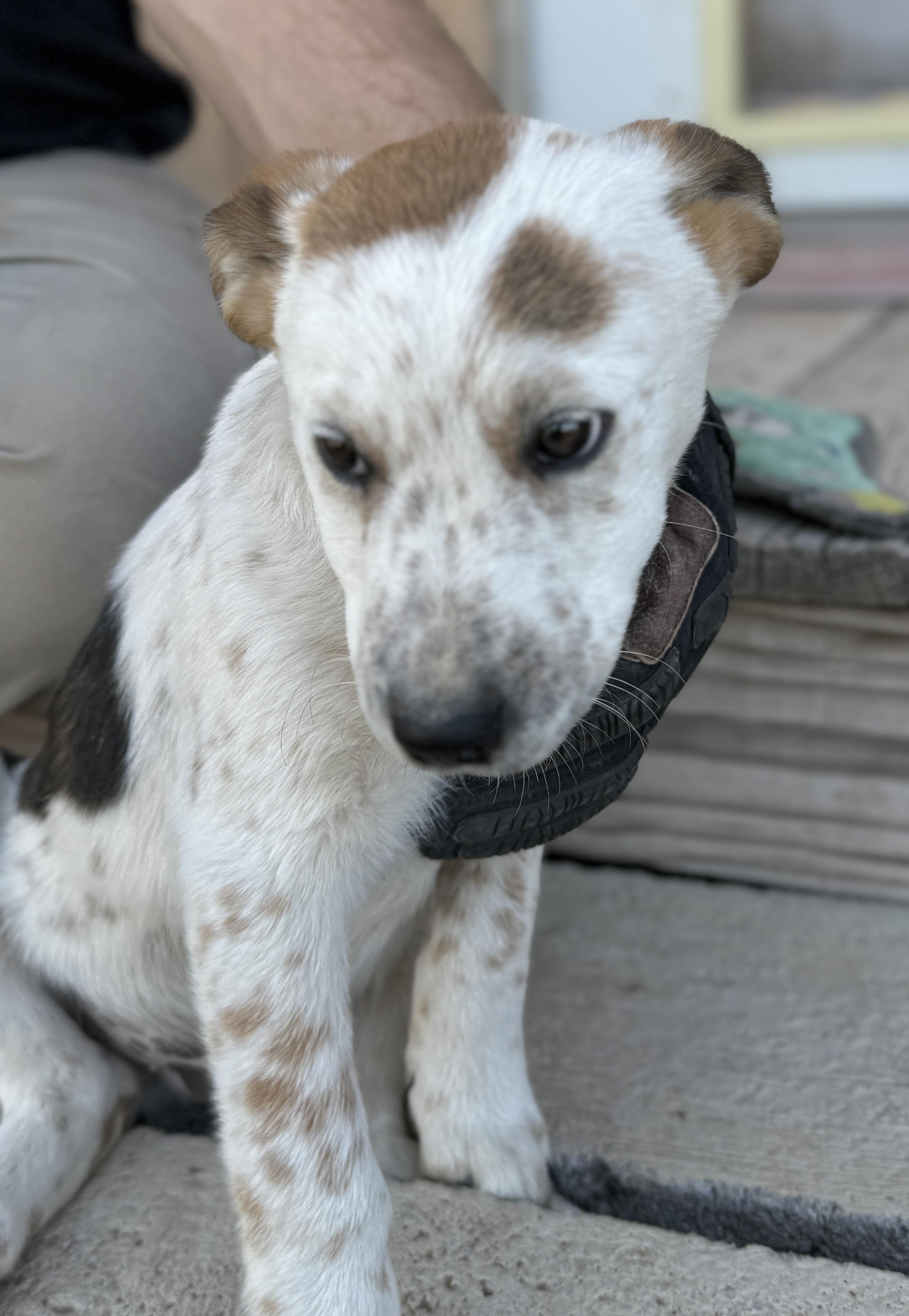 Pecos, a Adopted mixed breed in Hagerman, NM image 6/7