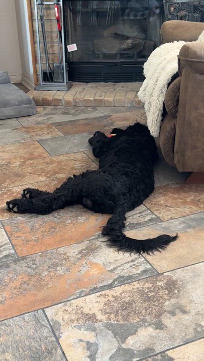 Enlarge Pecos, a Adopted mixed breed in Hagerman, NM video 7/7