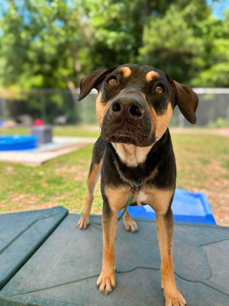 Enlarge Bambi, a Adoptable mixed breed in New Bern, NC image 2/2