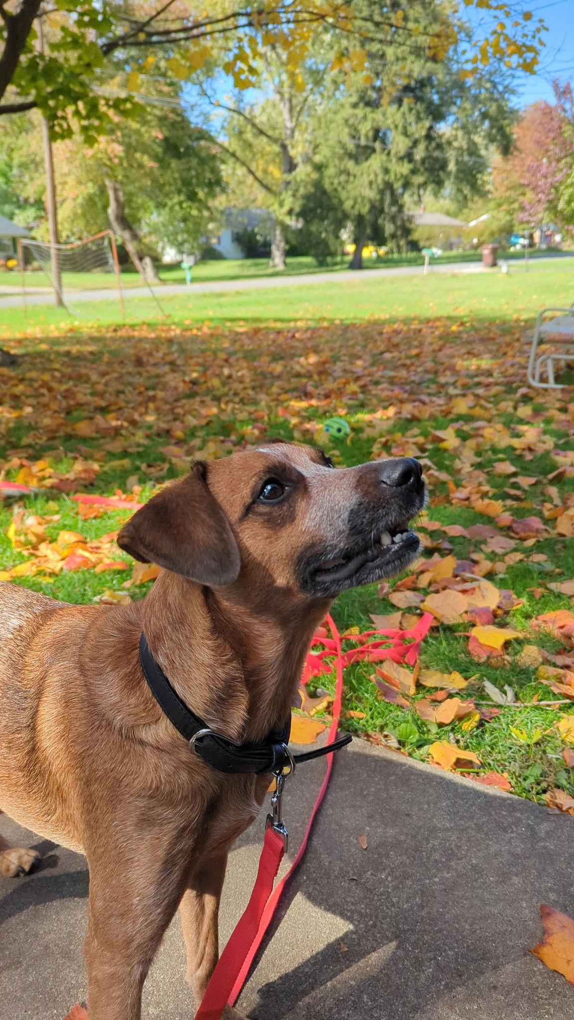 Pixie, Adopted, Adult Female Cattle Dog.