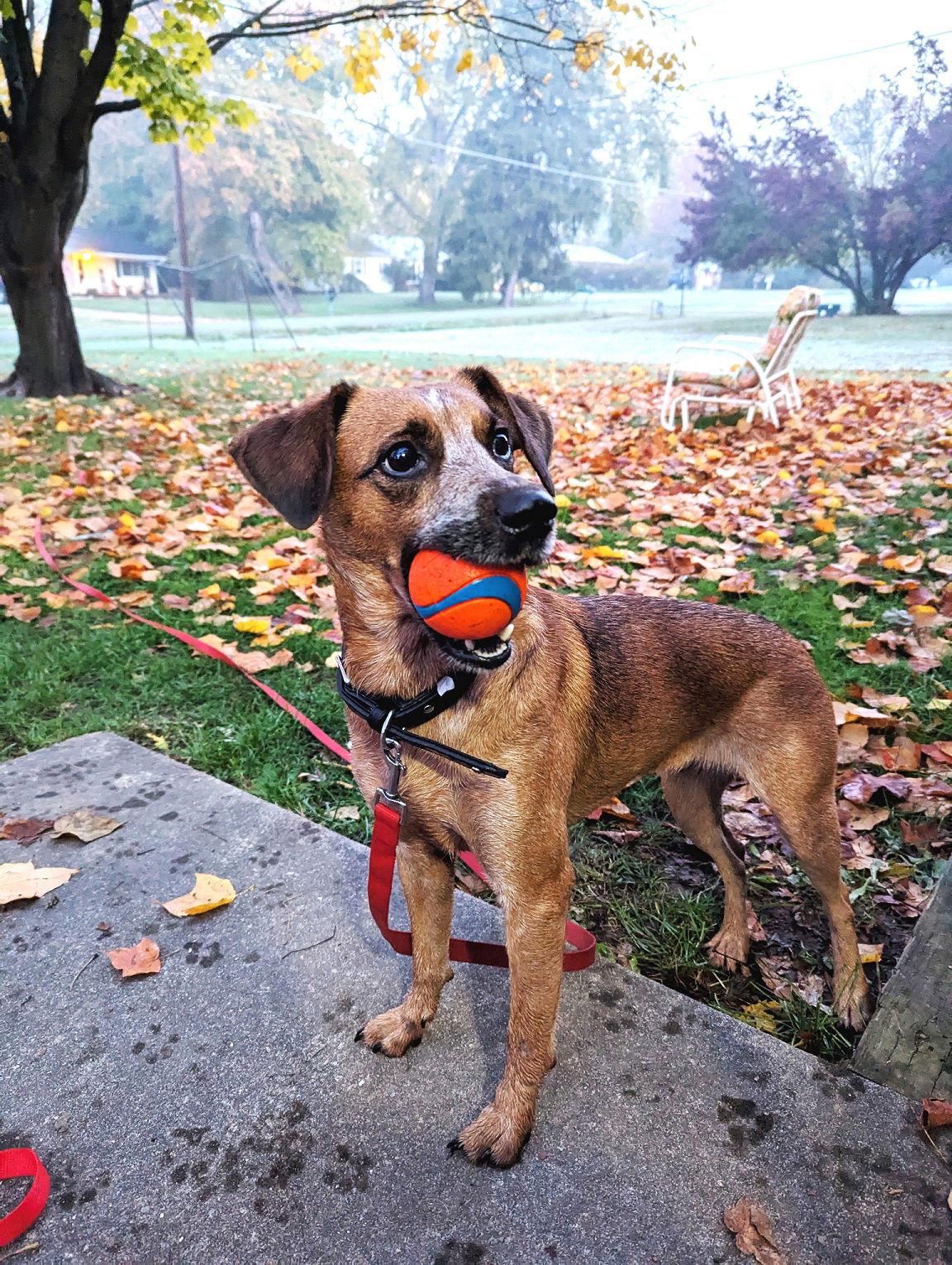 Pixie, a Adopted Cattle Dog in Rootstown, OH image 3/3