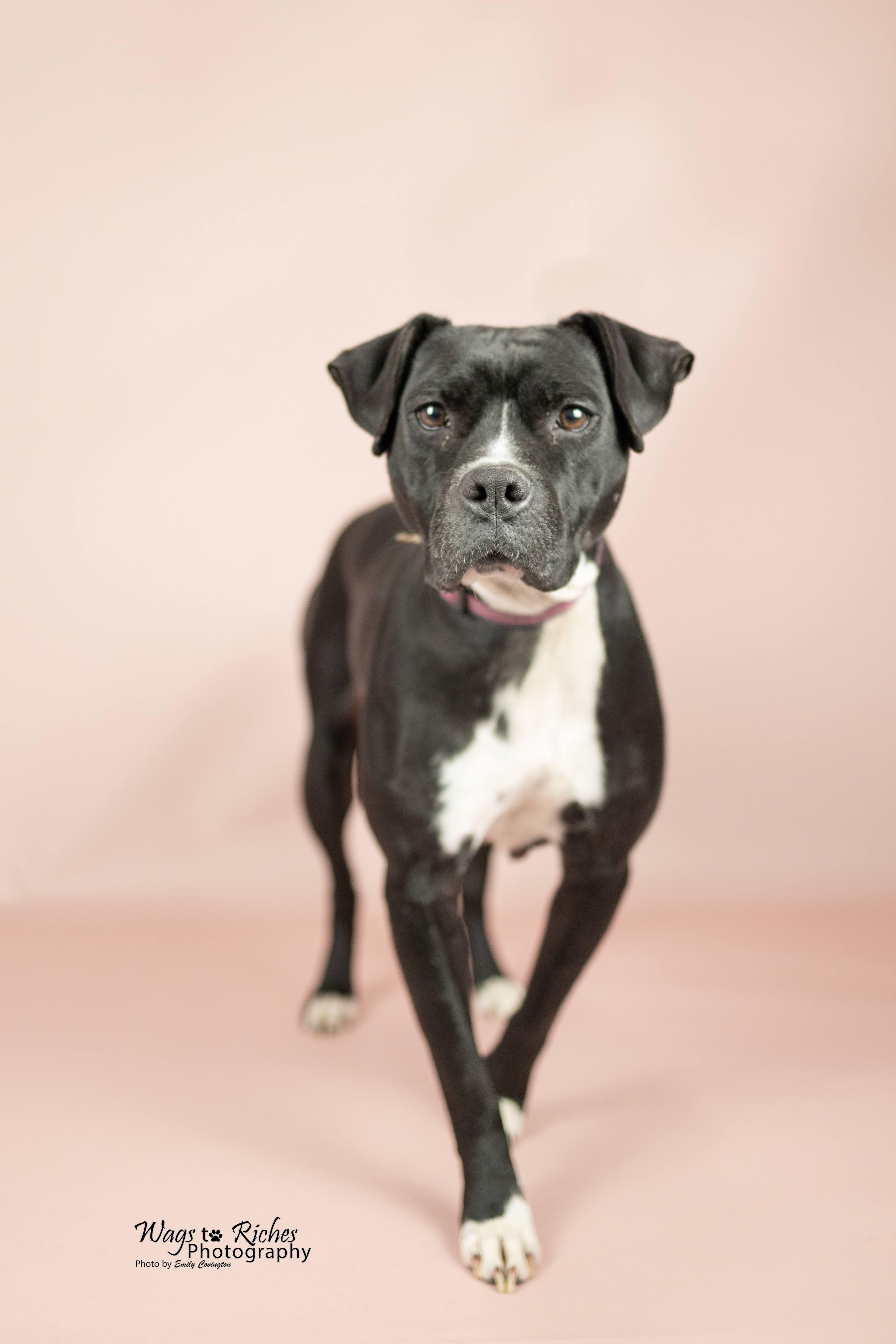 Megan, a Adoptable mixed breed in Tuscaloosa, AL image 3/6