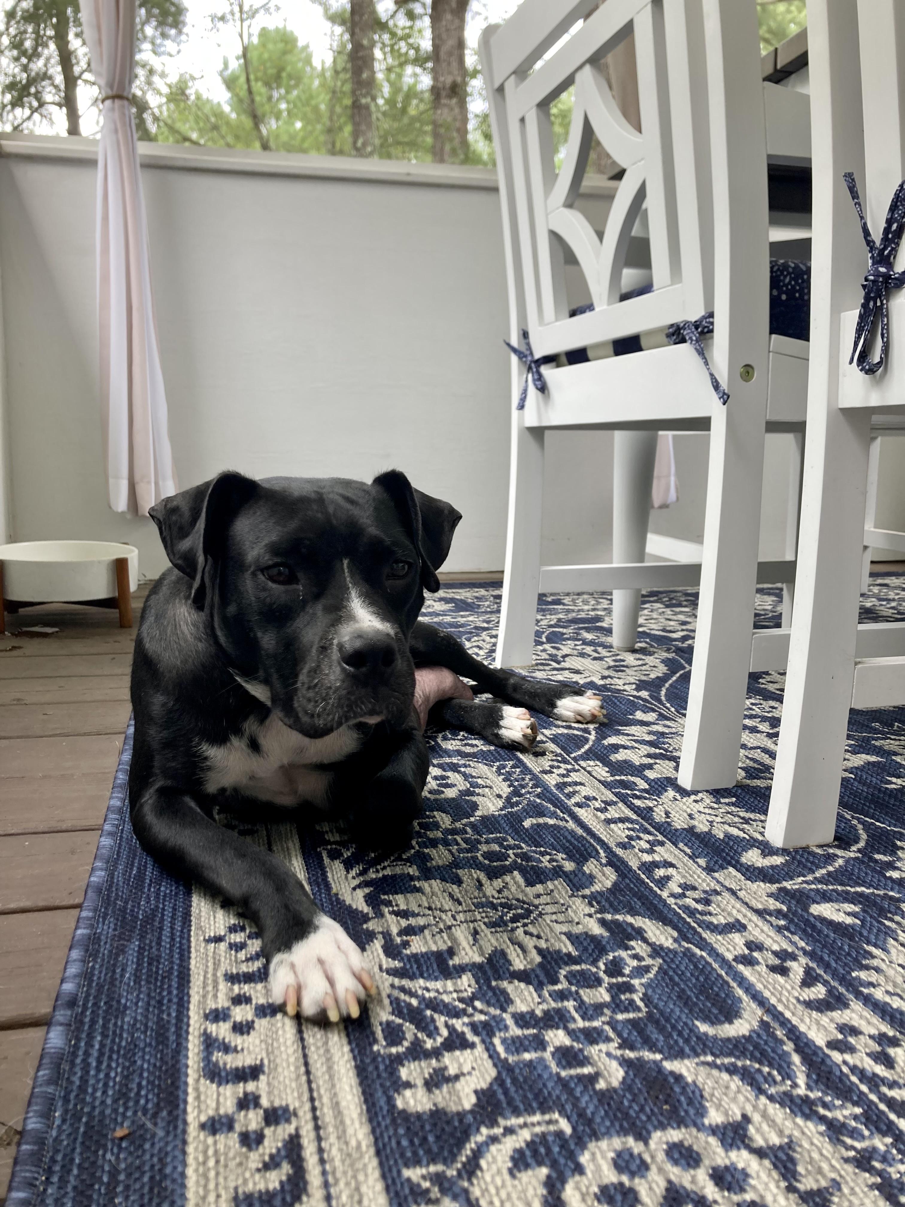 Megan, a Adoptable mixed breed in Tuscaloosa, AL image 4/6