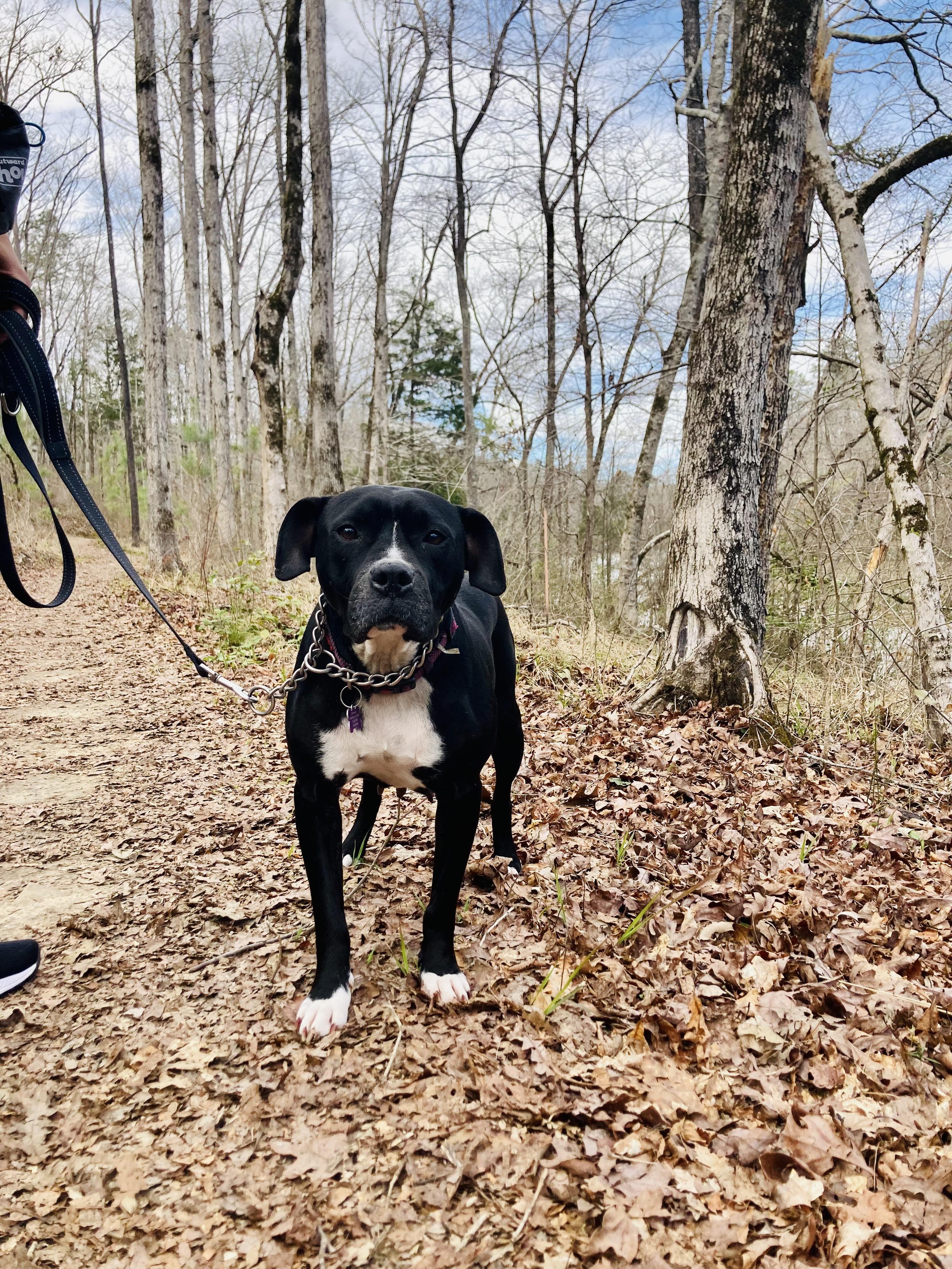Megan, a Adoptable mixed breed in Tuscaloosa, AL image 2/6