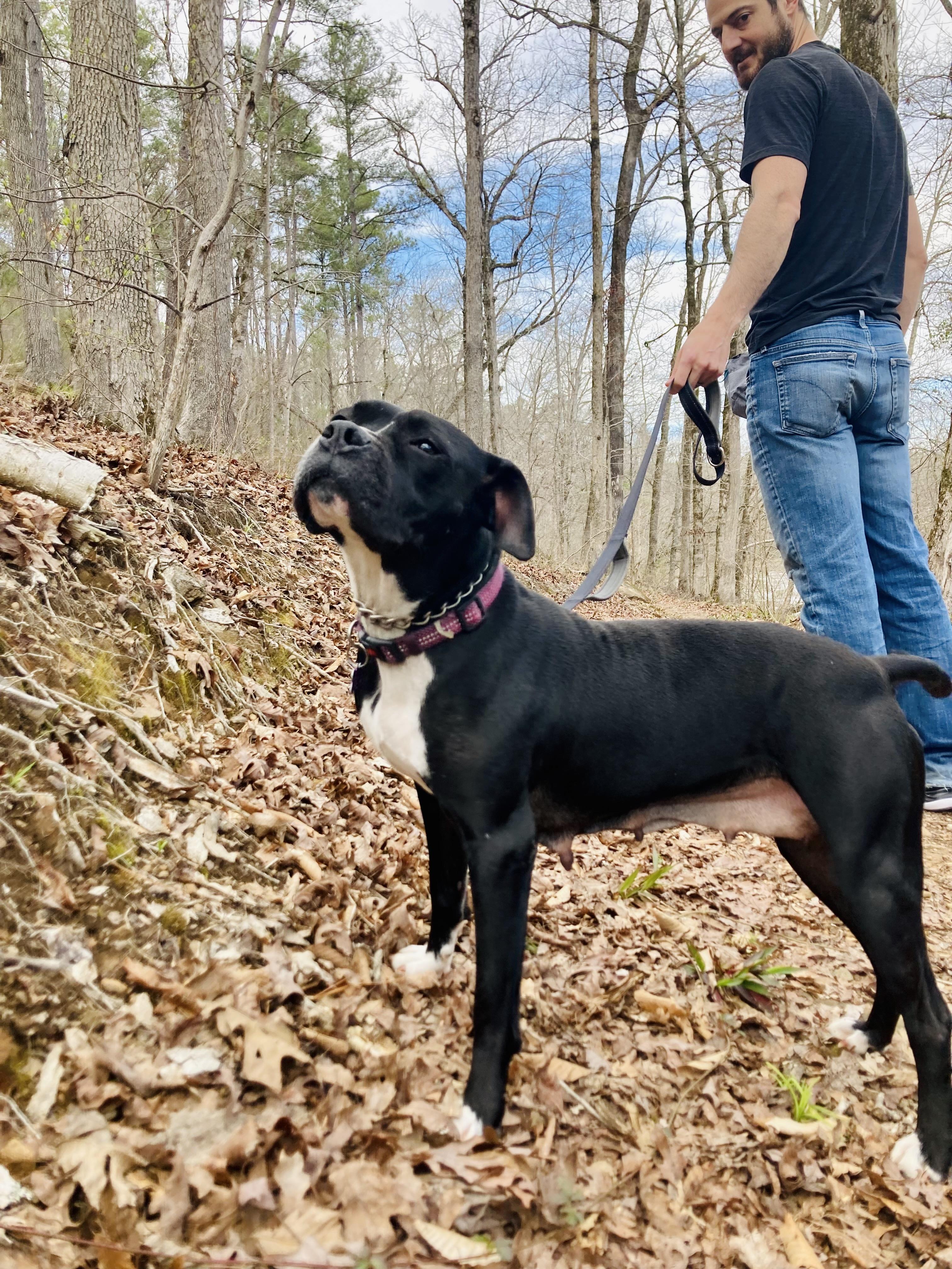 Megan, a Adoptable mixed breed in Tuscaloosa, AL image 1/6