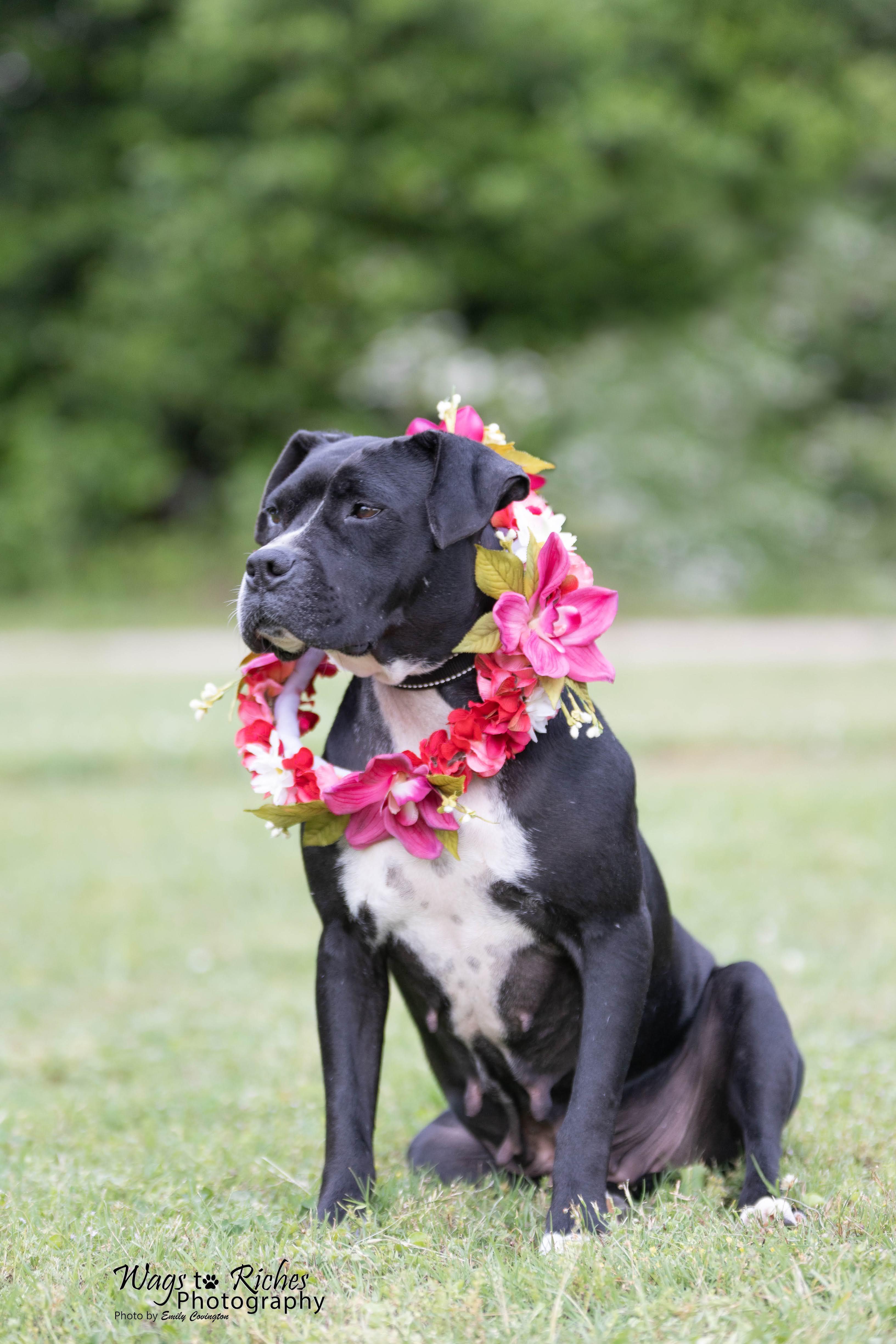 Megan, a Adoptable mixed breed in Tuscaloosa, AL image 5/6
