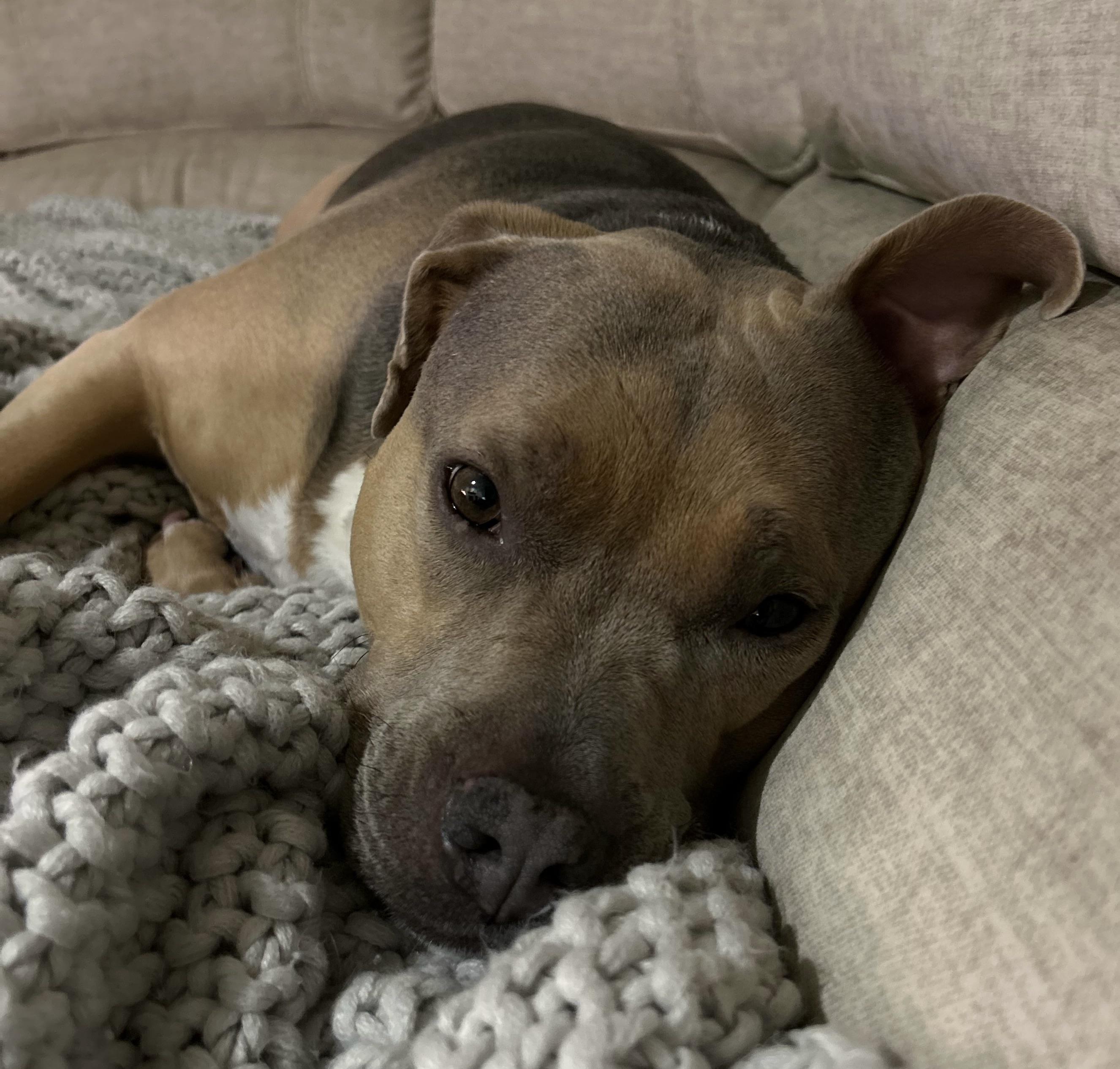 Enlarge URGENT NAIA NEEDS A HOME!!, a ADOPTABLE mixed breed in Fort Myers Beach, FL image 3/5