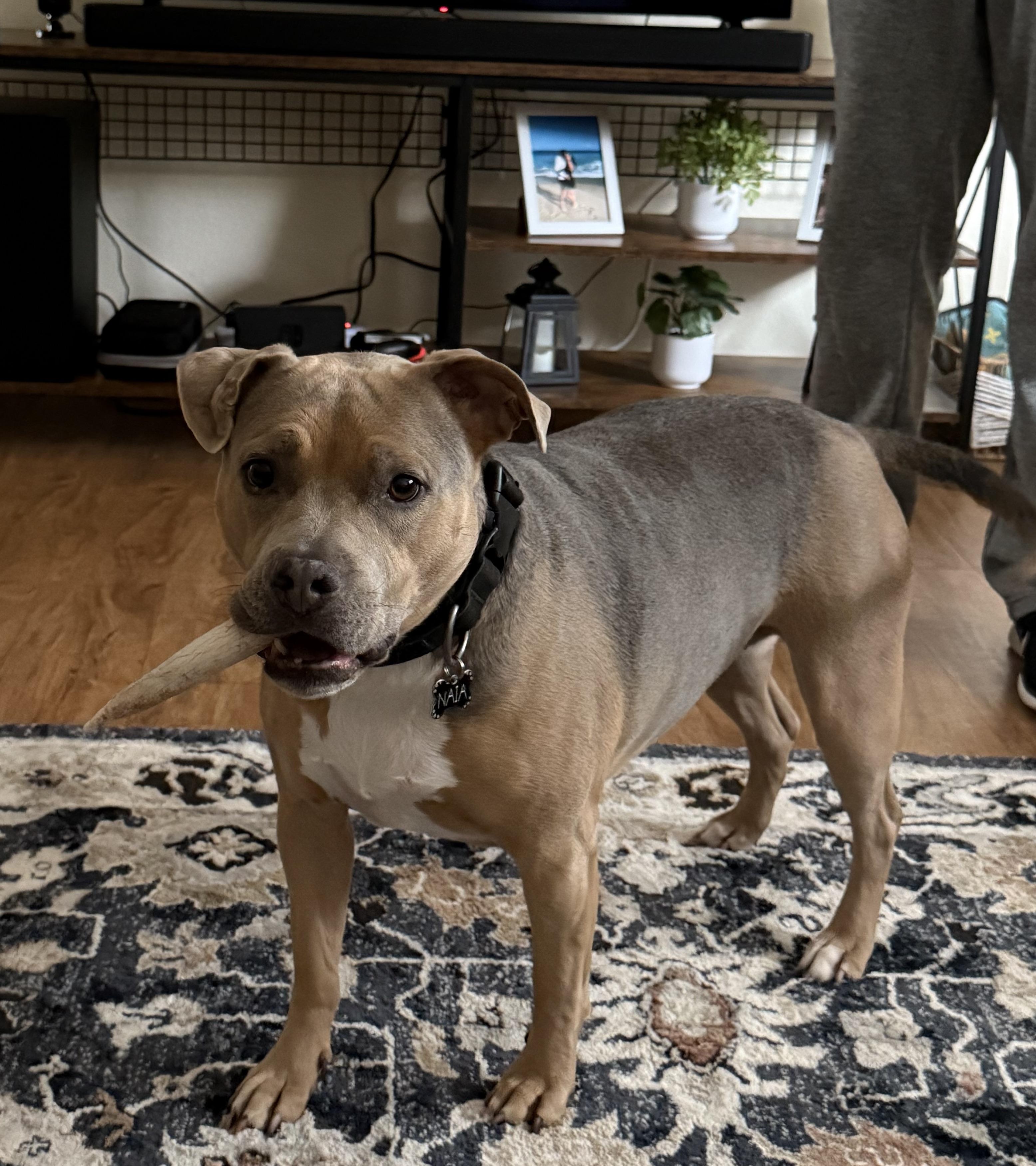 Enlarge URGENT NAIA NEEDS A HOME!!, a ADOPTABLE mixed breed in Fort Myers Beach, FL image 5/5