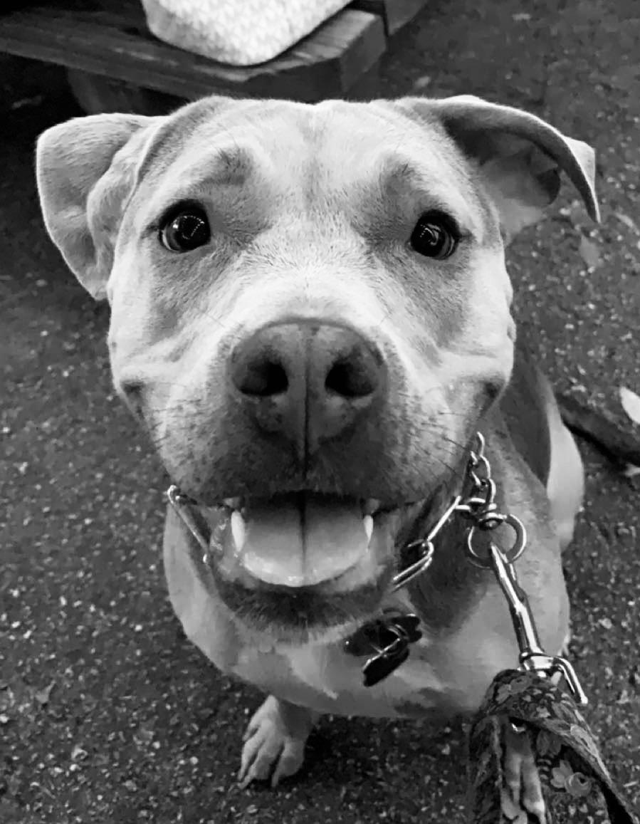 Love Swimming!!!, ADOPTABLE, Adult Female American Staffordshire Terrier.