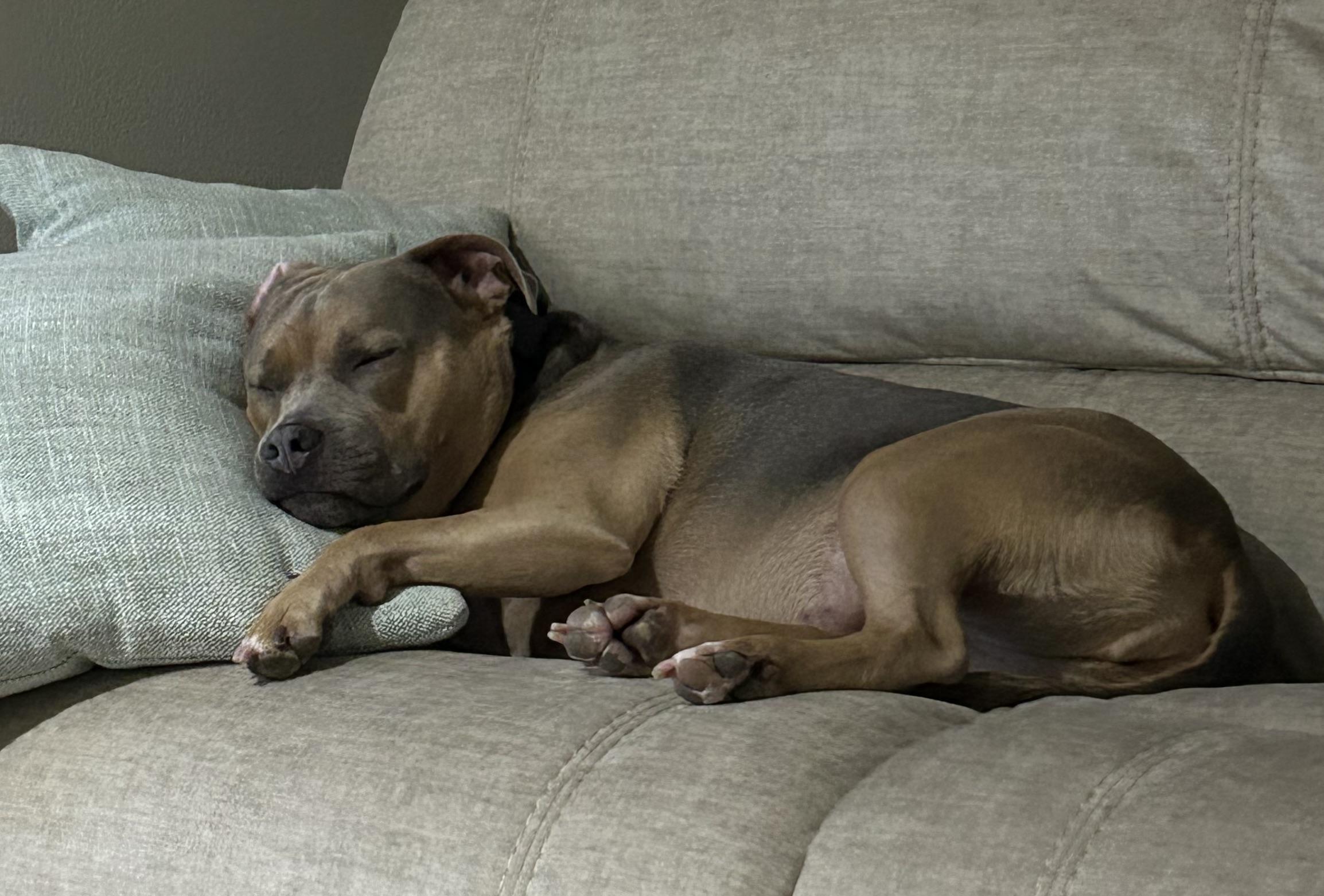 Enlarge URGENT NAIA NEEDS A HOME!!, a ADOPTABLE mixed breed in Fort Myers Beach, FL image 4/5