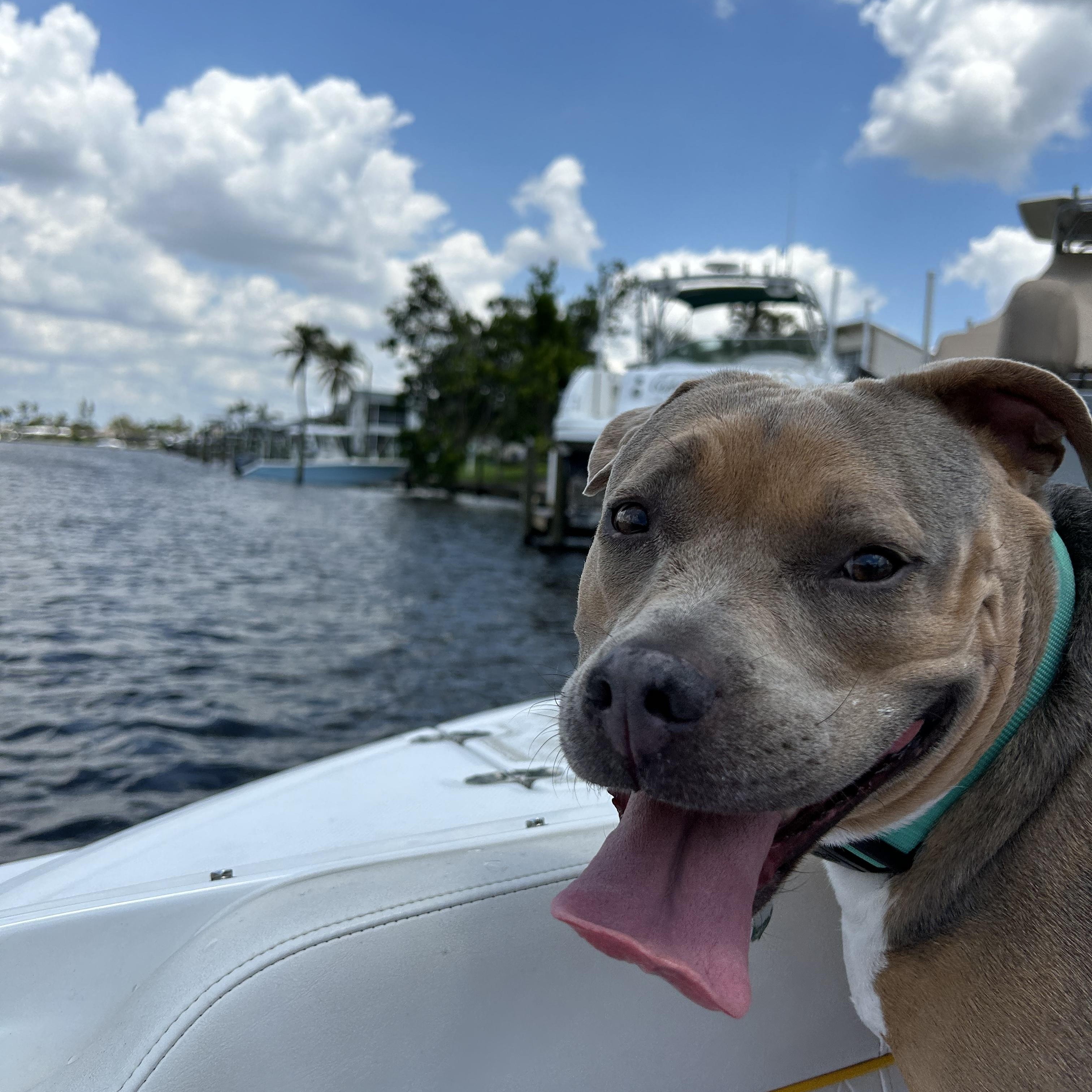 Enlarge URGENT NAIA NEEDS A HOME!!, a ADOPTABLE mixed breed in Fort Myers Beach, FL image 2/5