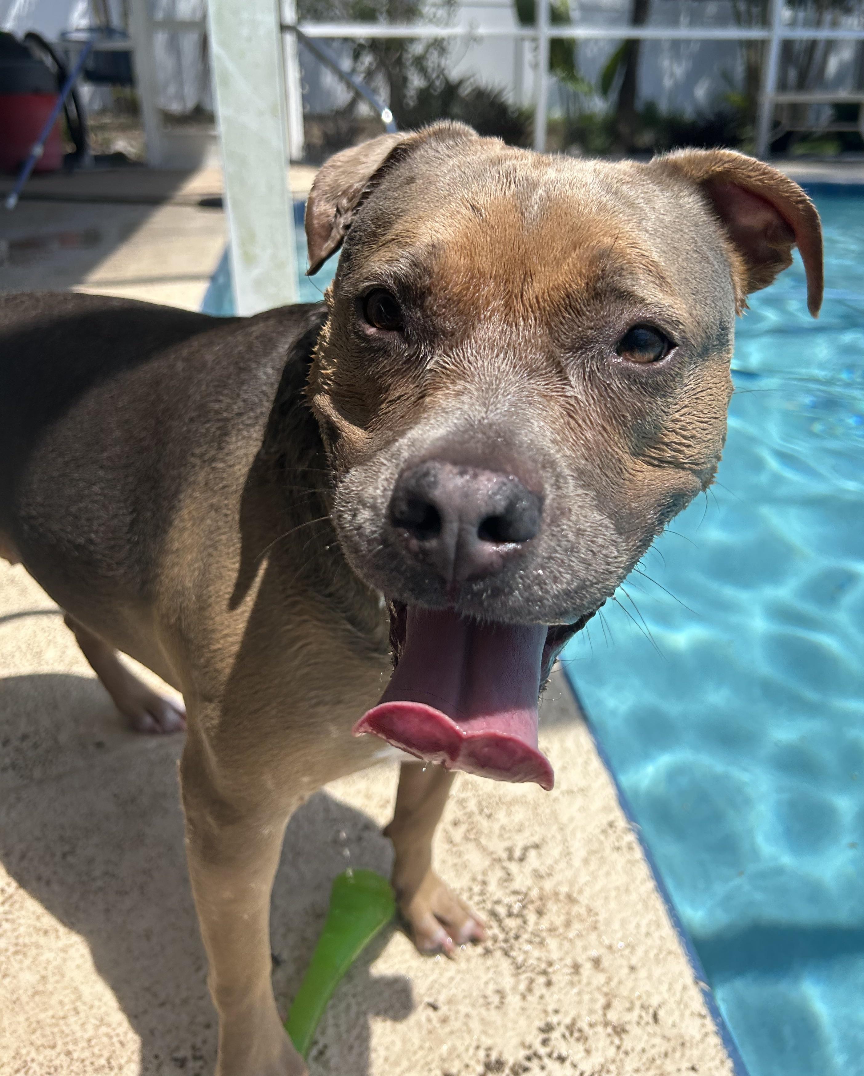 URGENT NAIA NEEDS A HOME!!, ADOPTABLE, Adult Female American Staffordshire Terrier.