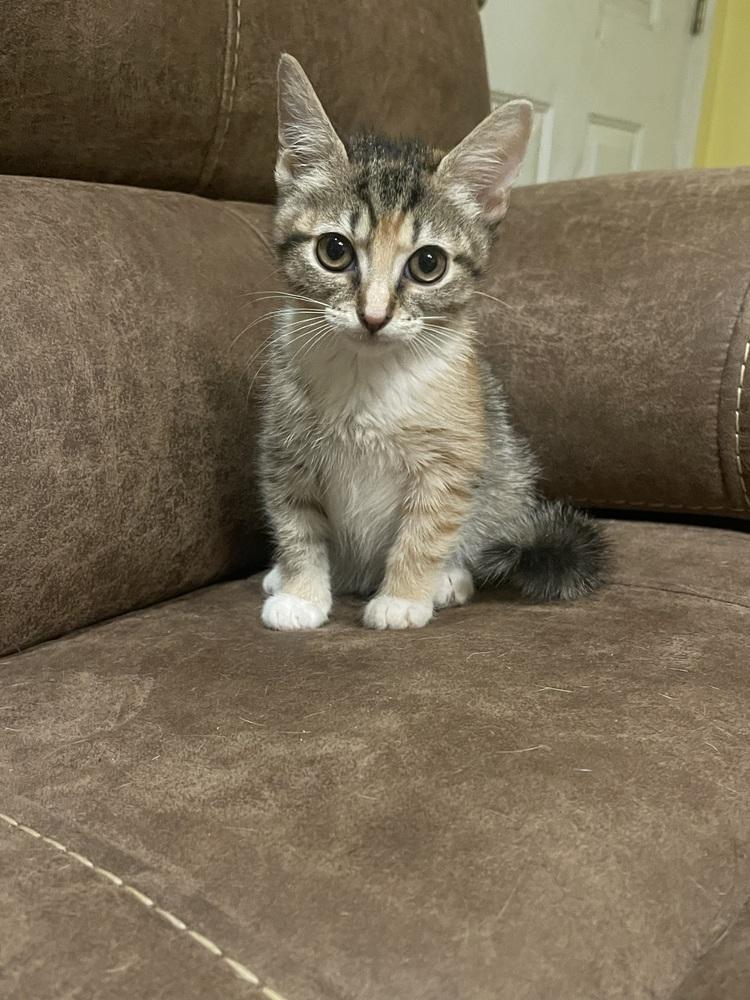 Sally, Adopted, Kitten Female Domestic Short Hair.