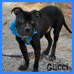 Gucci, Adoptable, Young Male Pit Bull Terrier.
