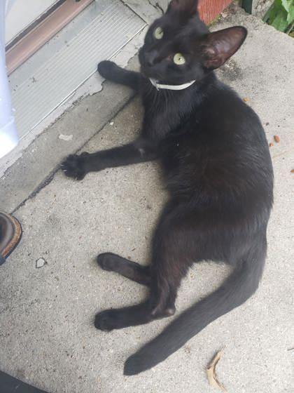 Scarlett (153801) (In a Foster home)