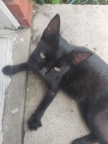 Scarlett (153801) (In a Foster home)
