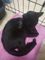 Scarlett (153801) (In a Foster home)