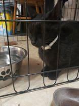 Scarlett (153801) (In a Foster home)