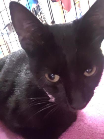 Scarlett (153801) (In a Foster home)