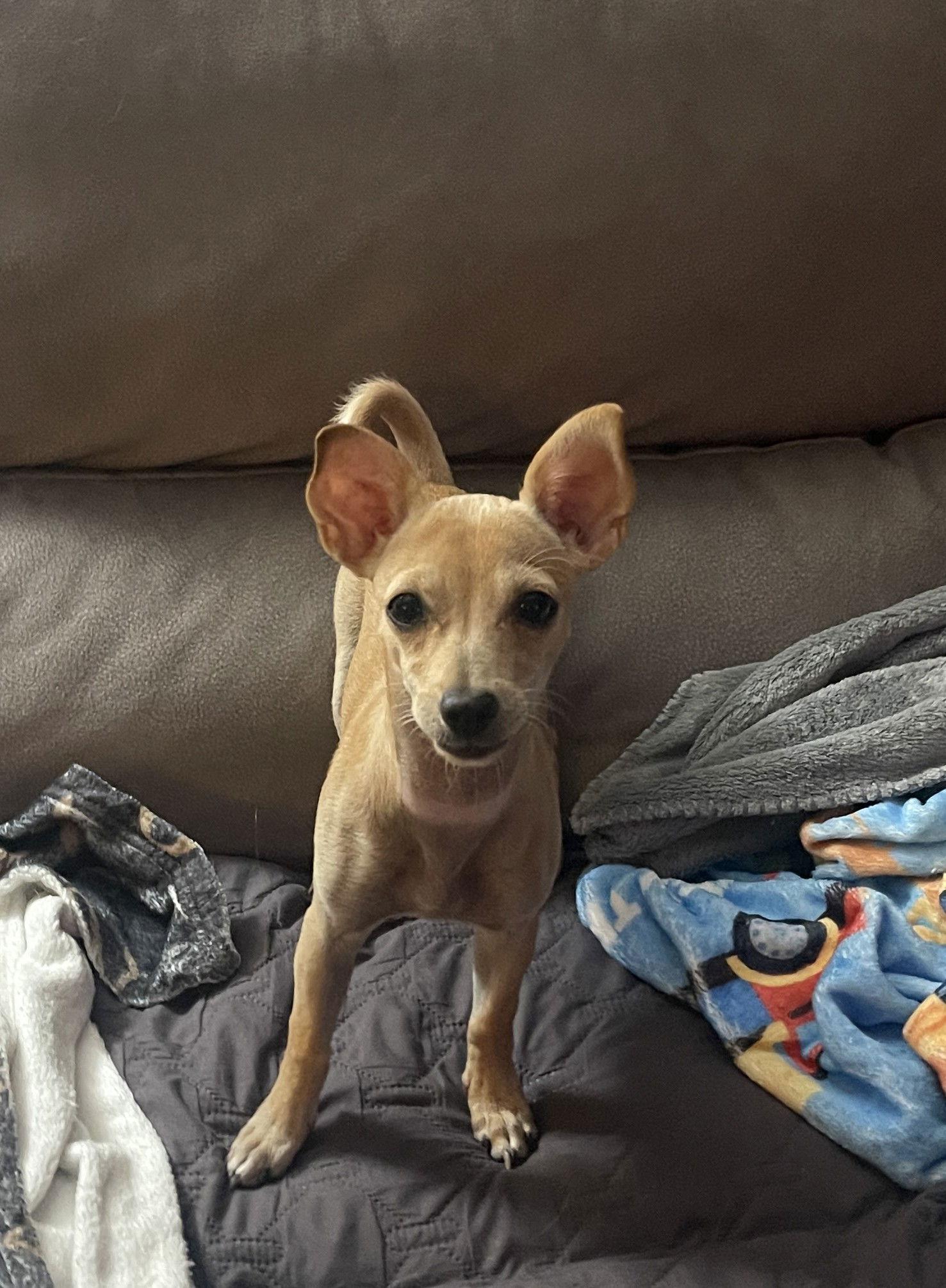 Enlarge Nala, a Adoptable Chihuahua in Glendale, AZ image 1/3
