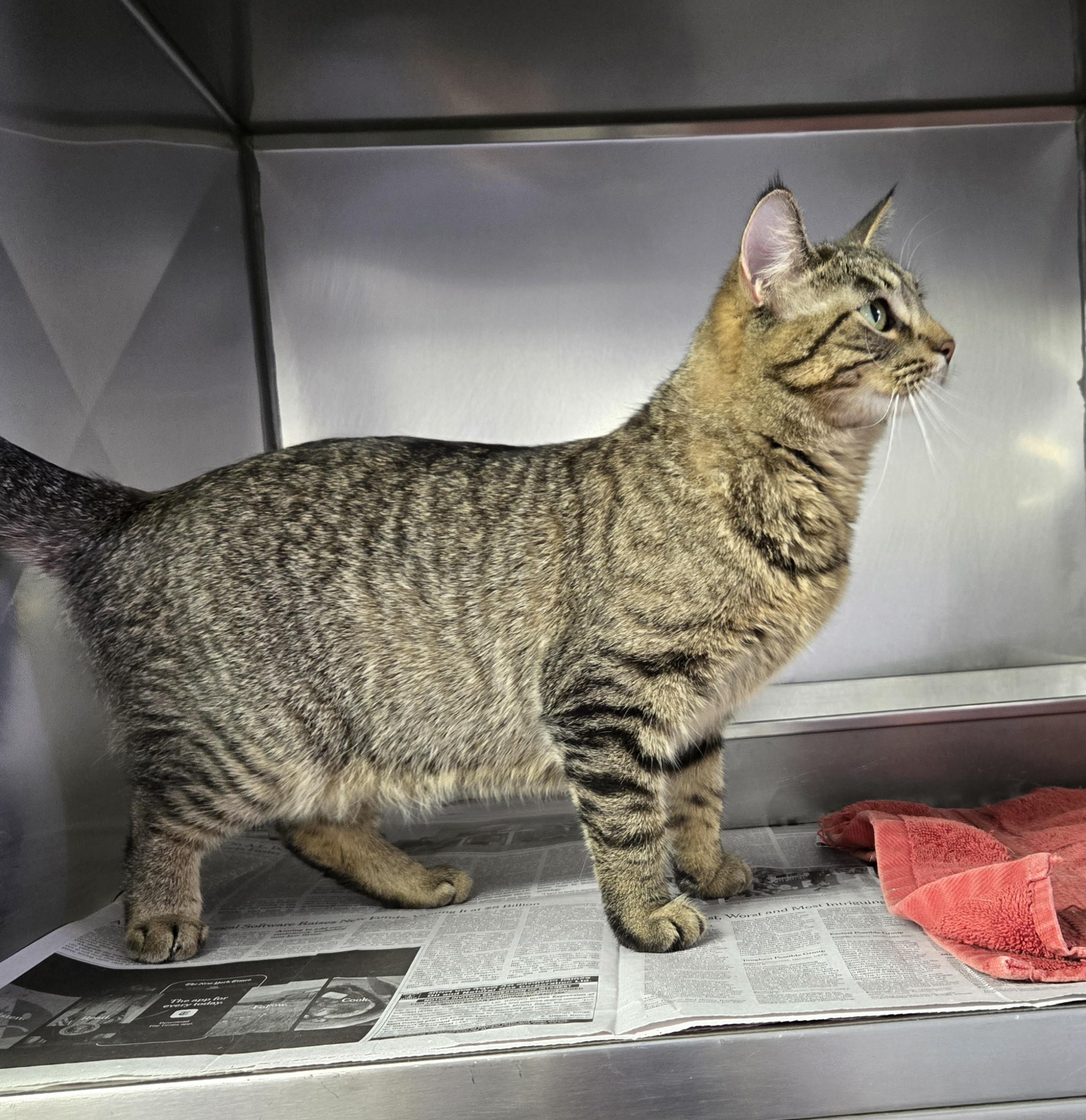 Donut, a ADOPTABLE Domestic Short Hair in Arlington Heights, IL image 2/4