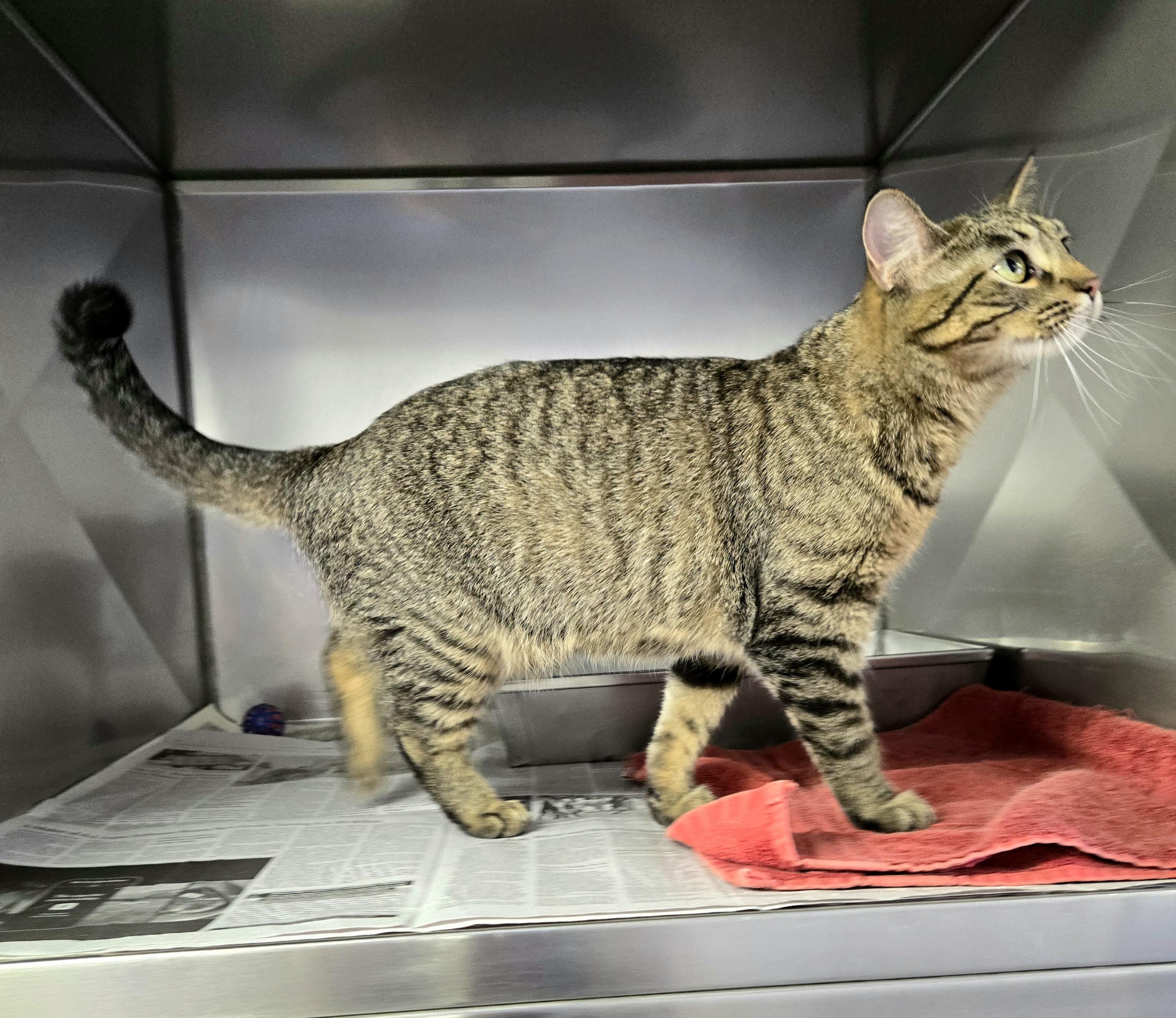 Donut, a ADOPTABLE Domestic Short Hair in Arlington Heights, IL image 4/4