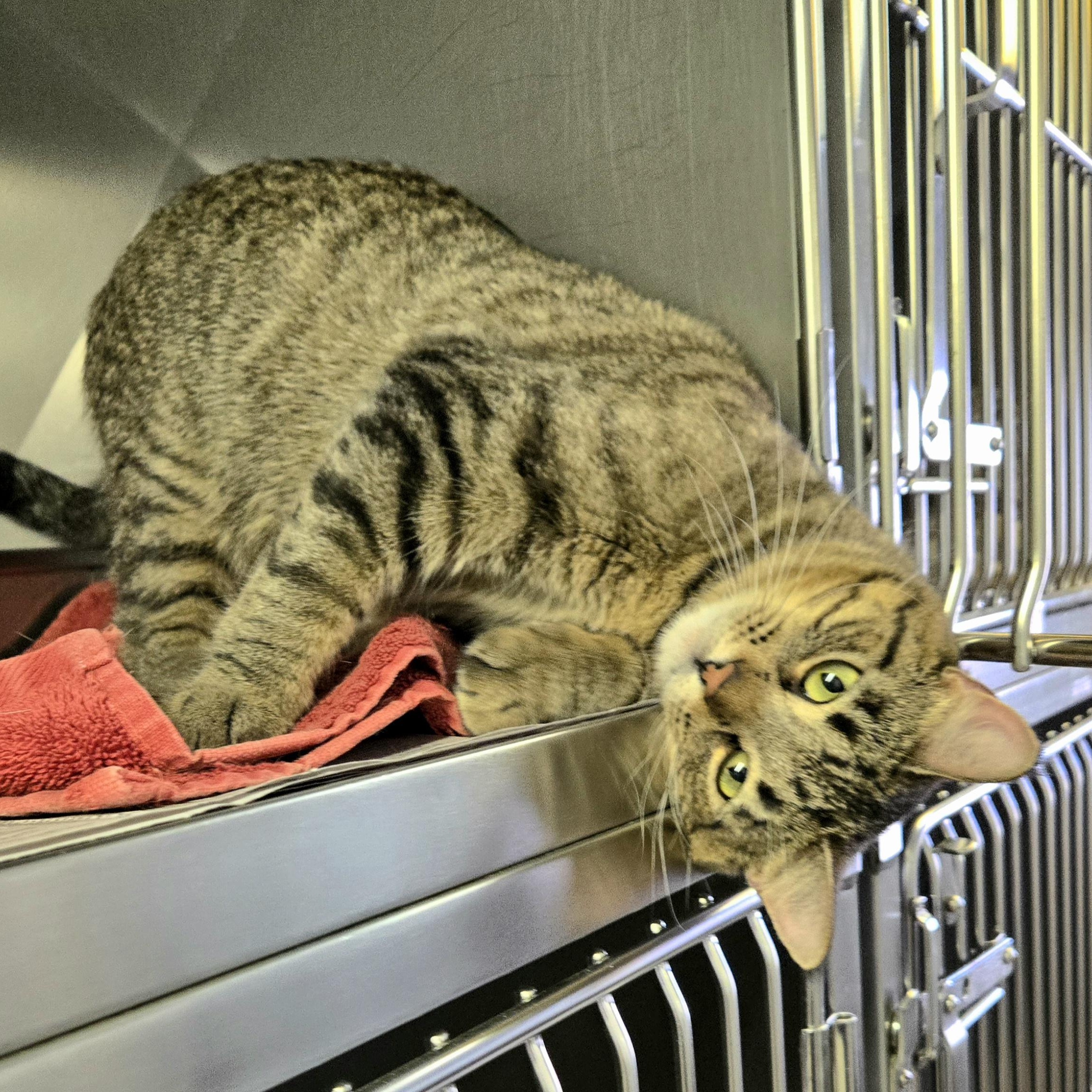 Donut, a ADOPTABLE Domestic Short Hair in Arlington Heights, IL image 1/4