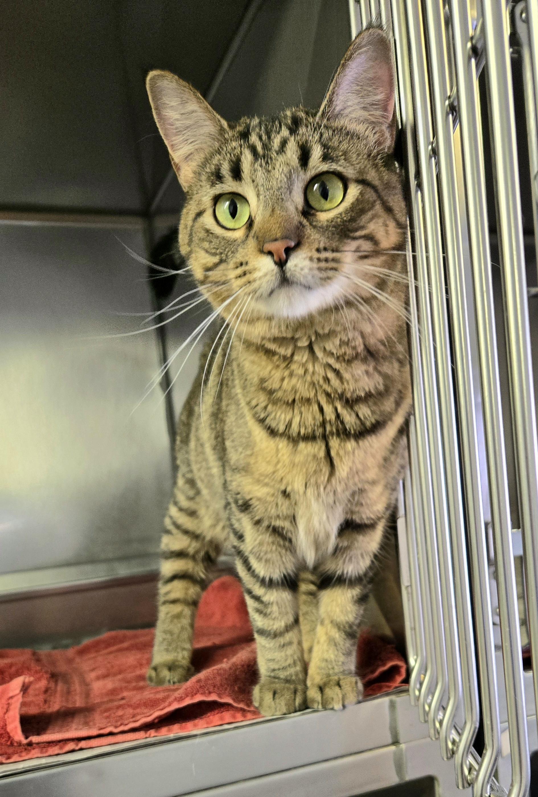 Donut, a ADOPTABLE Domestic Short Hair in Arlington Heights, IL image 3/4