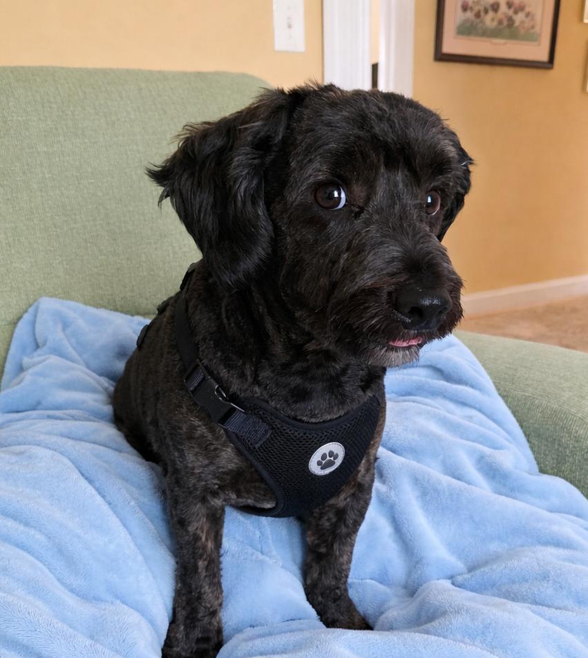 Enlarge Jack, an adopted mixed breed in Sanford, NC image 2/5