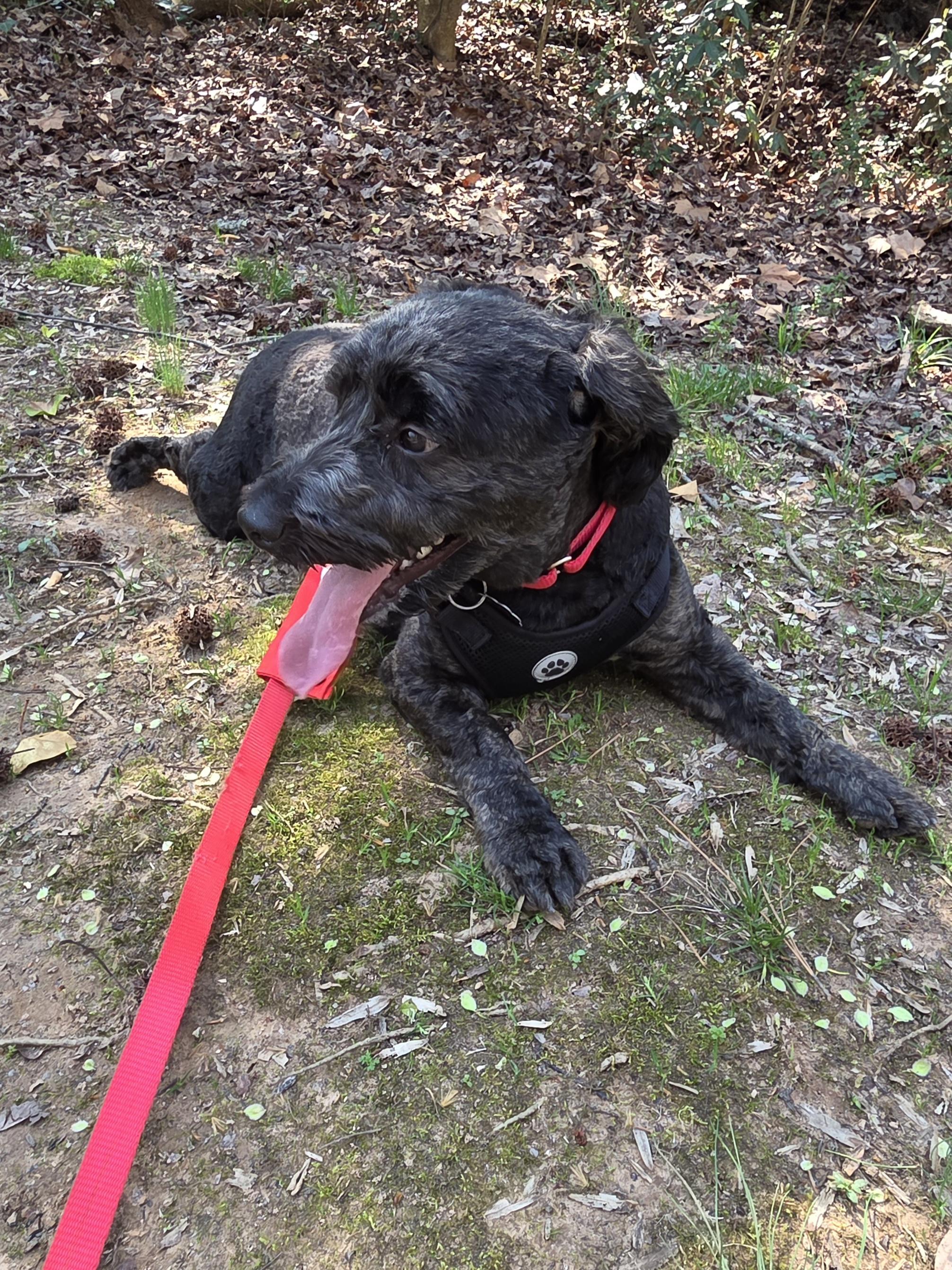 Enlarge Jack, an adopted mixed breed in Sanford, NC image 3/5