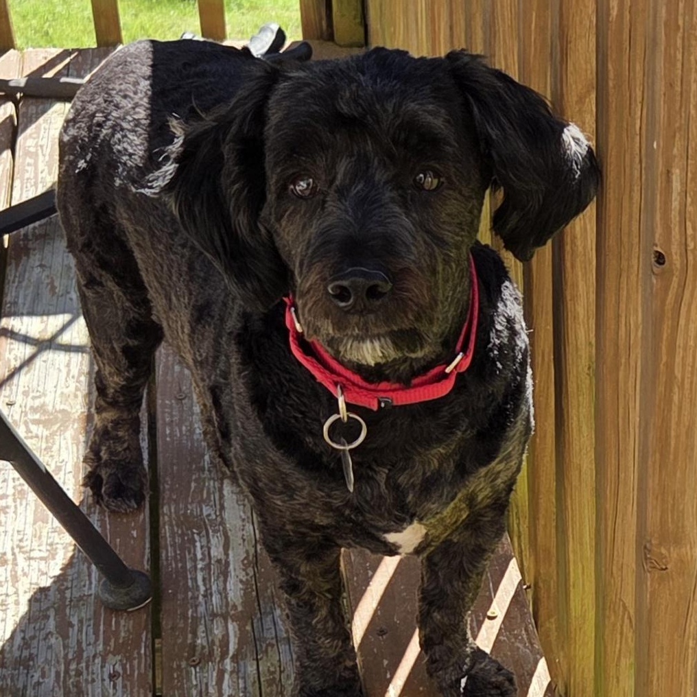 Enlarge Jack, an adopted mixed breed in Sanford, NC image 4/5