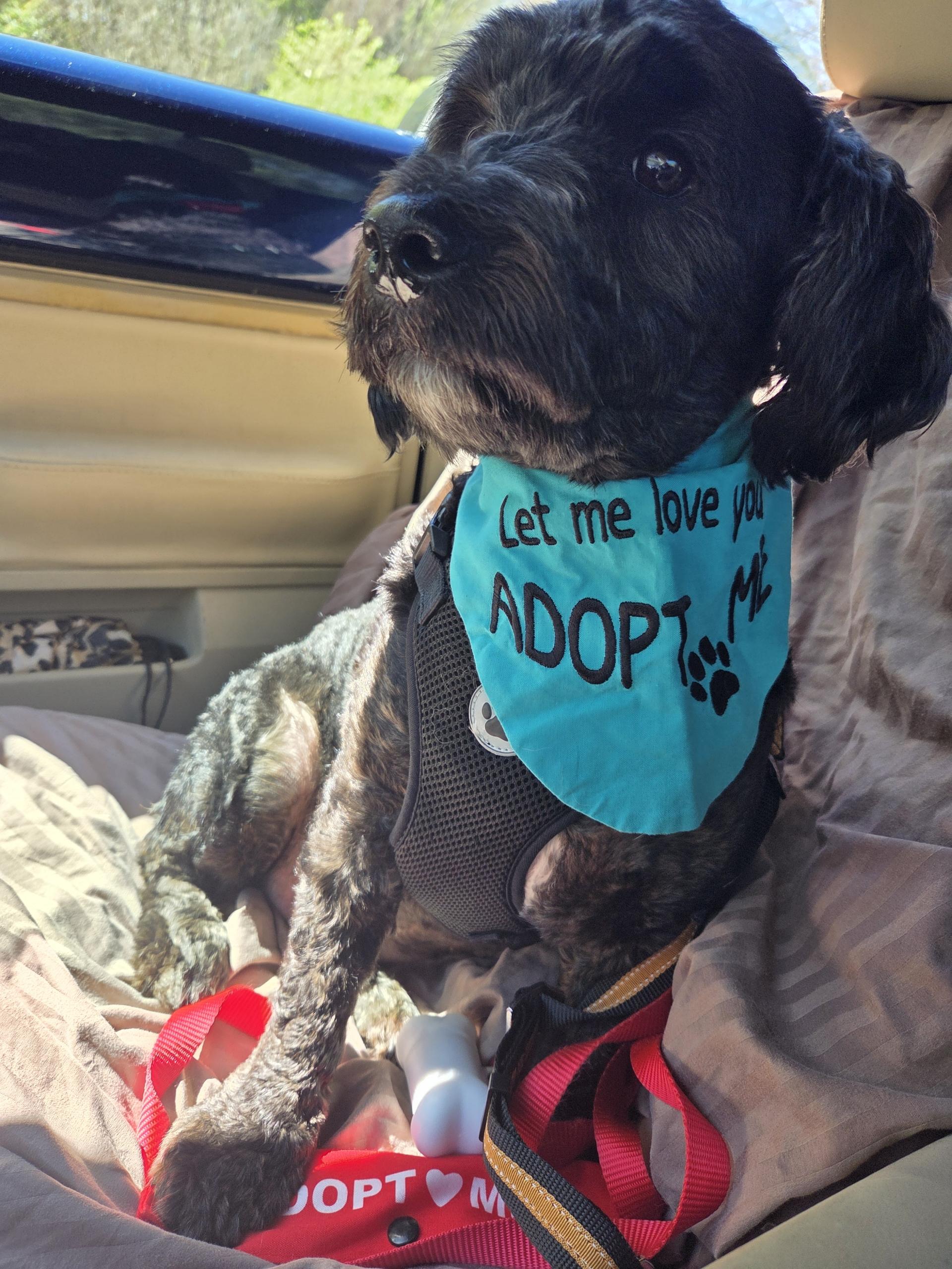 Enlarge Jack, an adopted mixed breed in Sanford, NC image 5/5